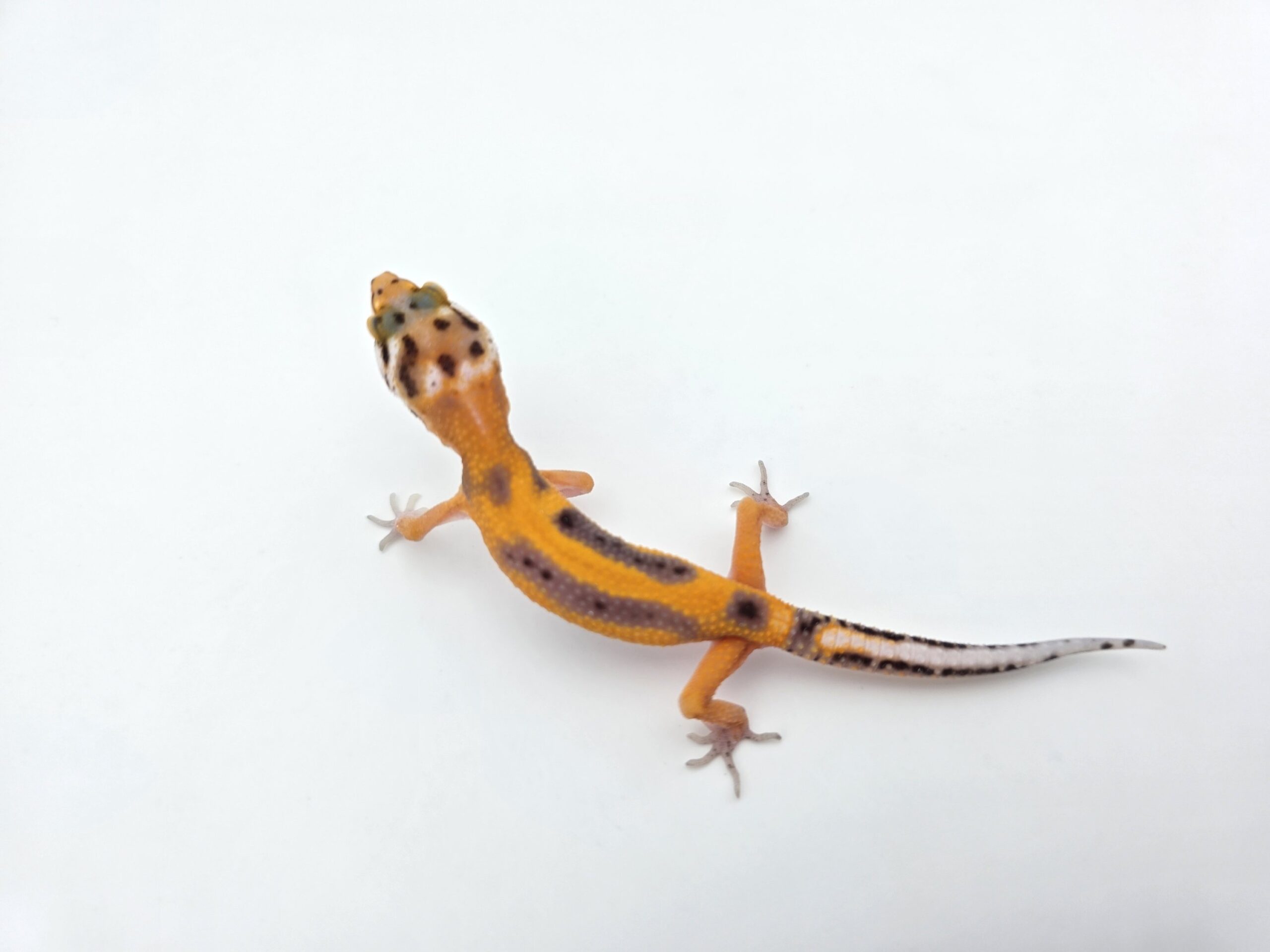 Eublepharis macularius "Bandit bold stripe reverse electric tangerine (poss red stripe) 66% het.bell" TSD mâle 2026 Nom/référence : FRASI