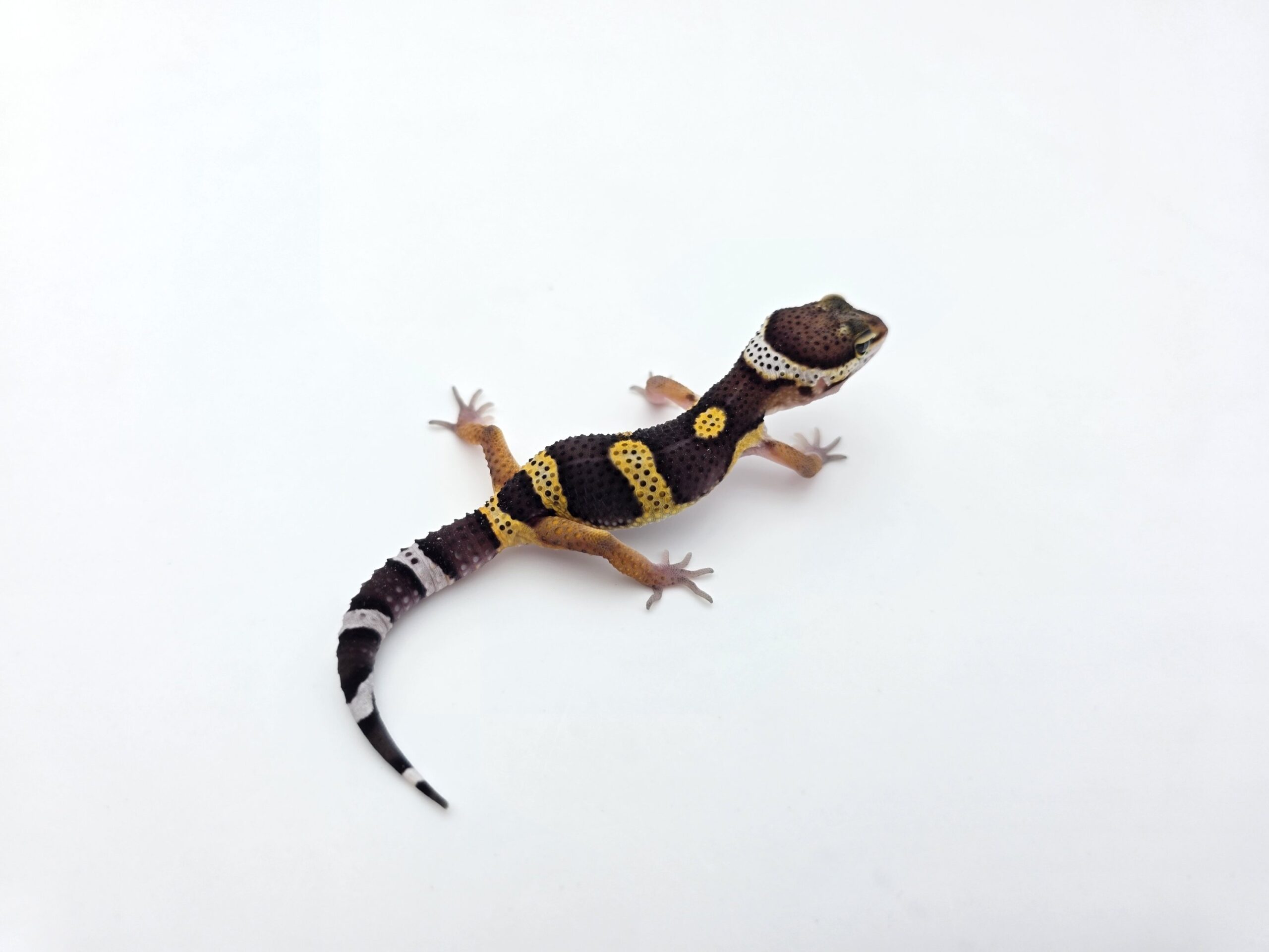 Eublepharis macularius "Black night jungle" TSD mâle 2026 Nom/référence : CAOLI