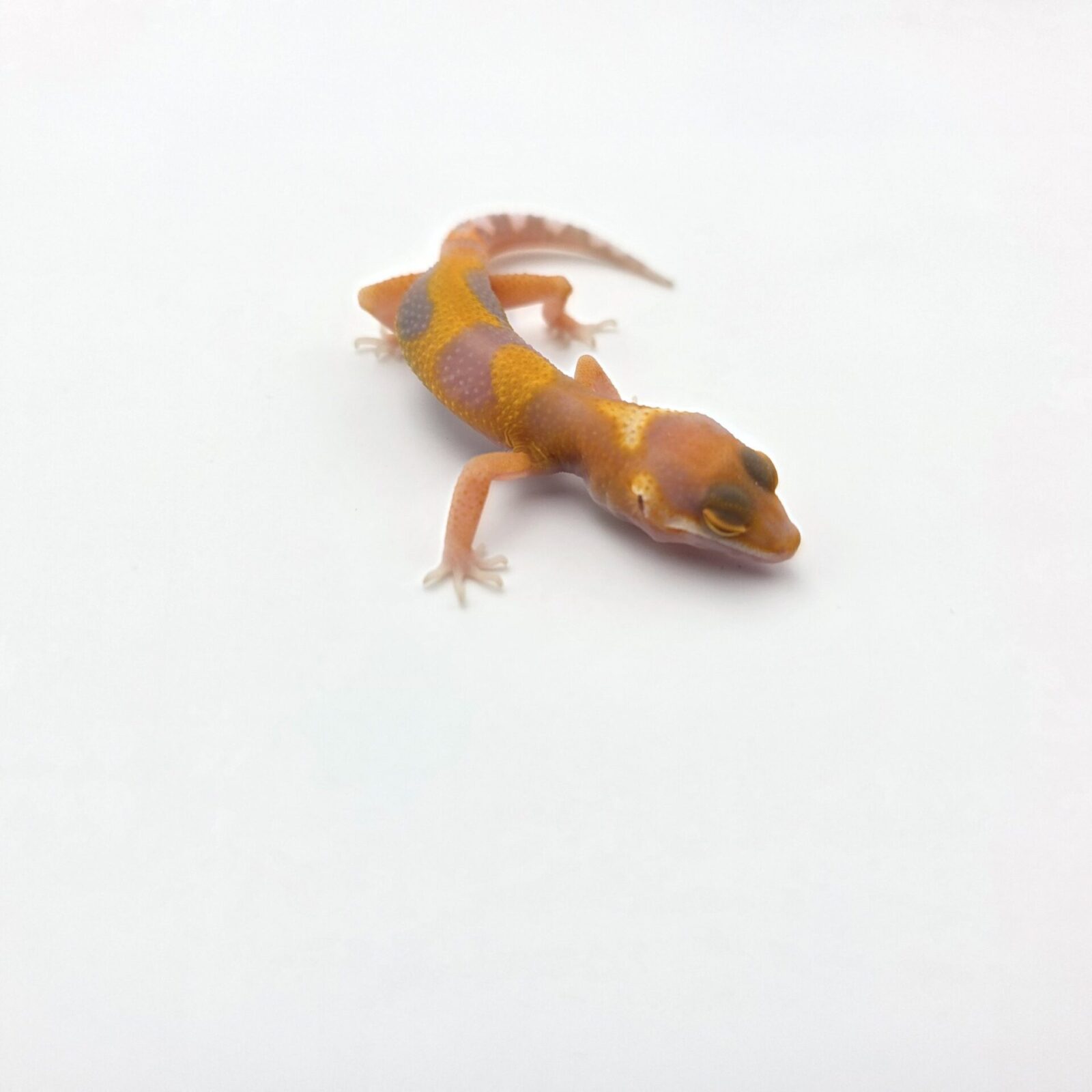 Eublepharis macularius "Mandarin sunglow bell electric line (poss lavender)" Mâle 2026 Nom/référence : JUKALI