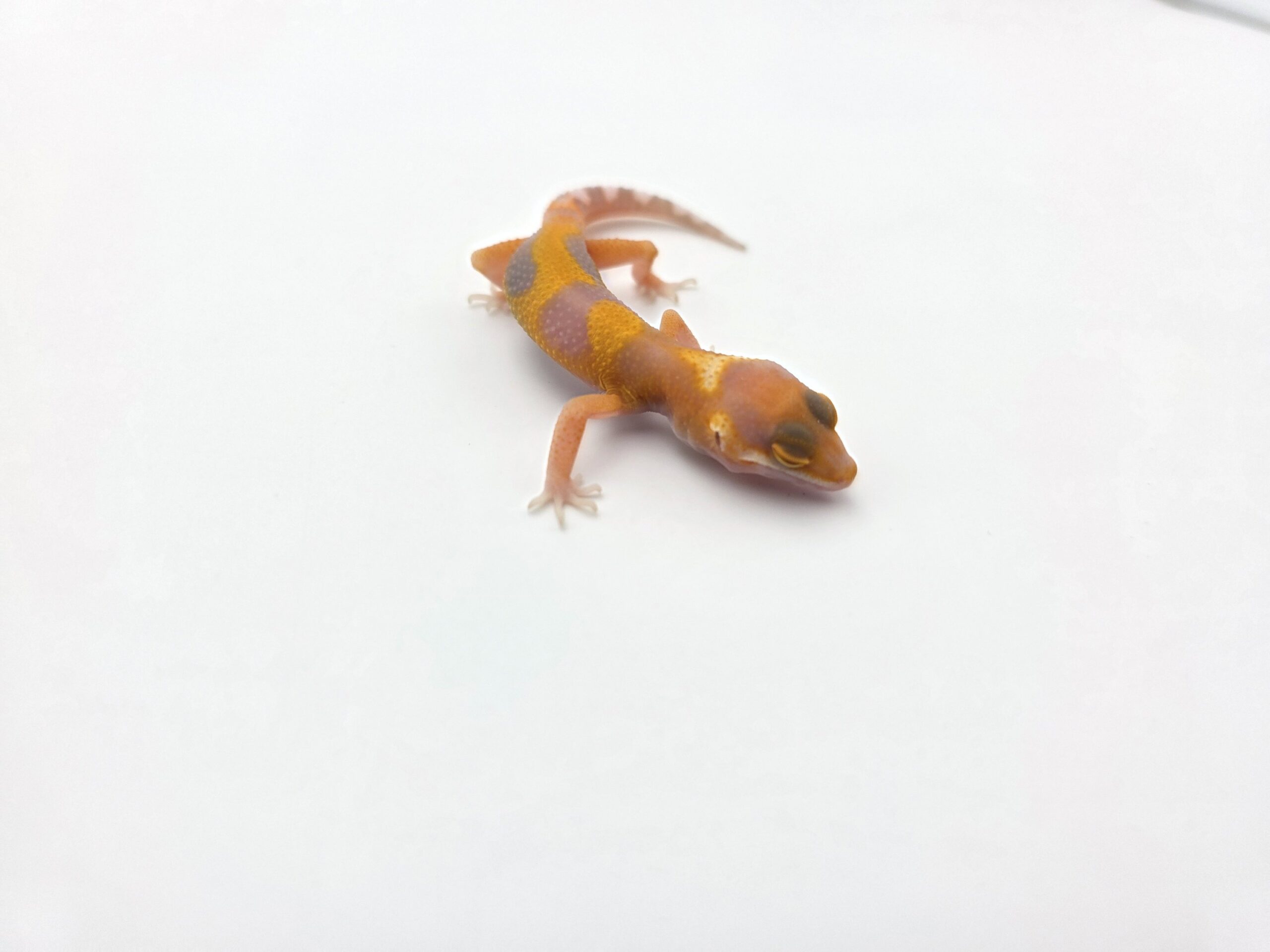 Eublepharis macularius "Mandarin sunglow bell electric line (poss lavender)" Mâle 2026 Nom/référence : JUKALI