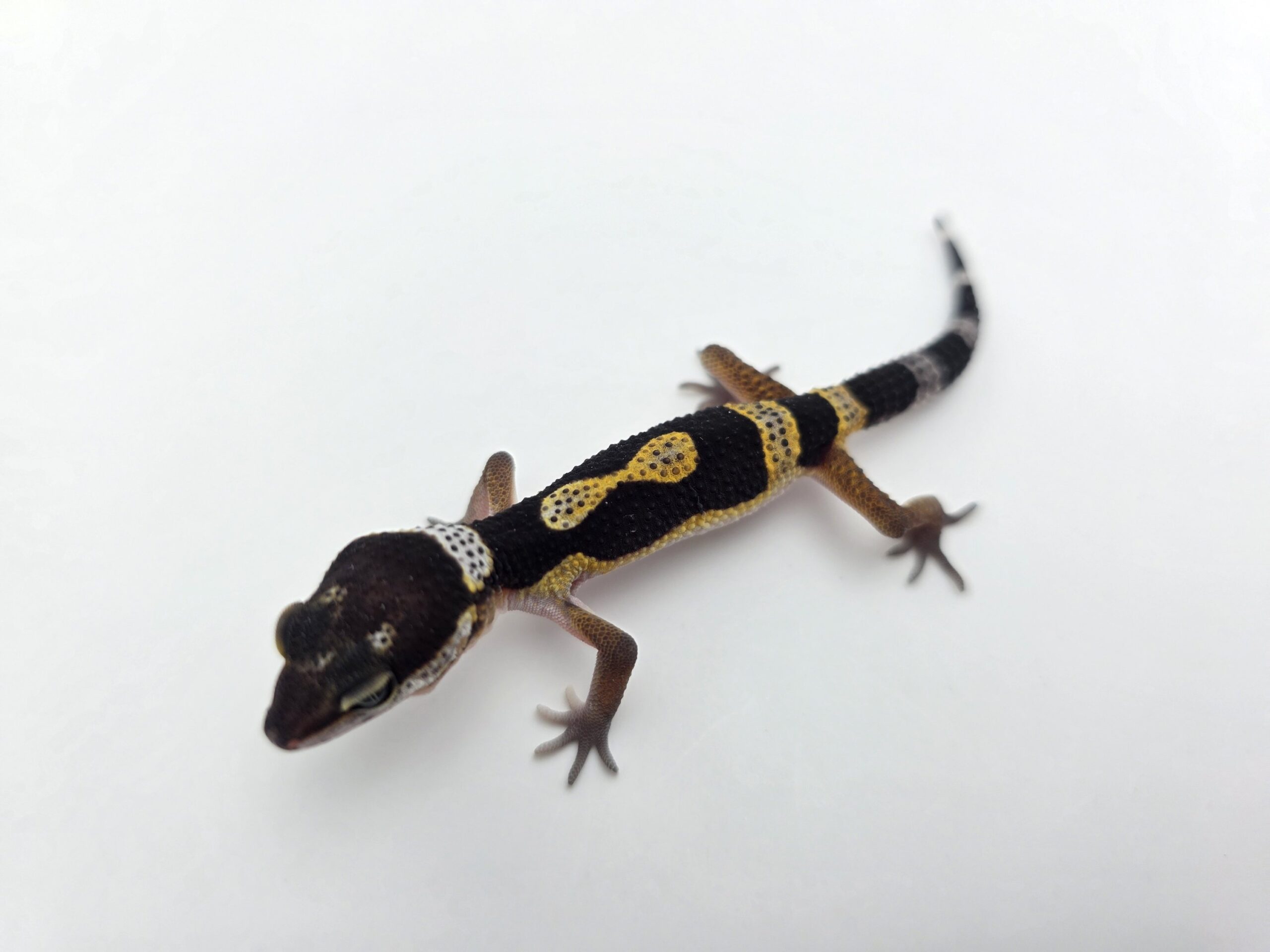 Eublepharis macularius "Black night jungle" TSD mâle 2026 Nom/référence : BOALI