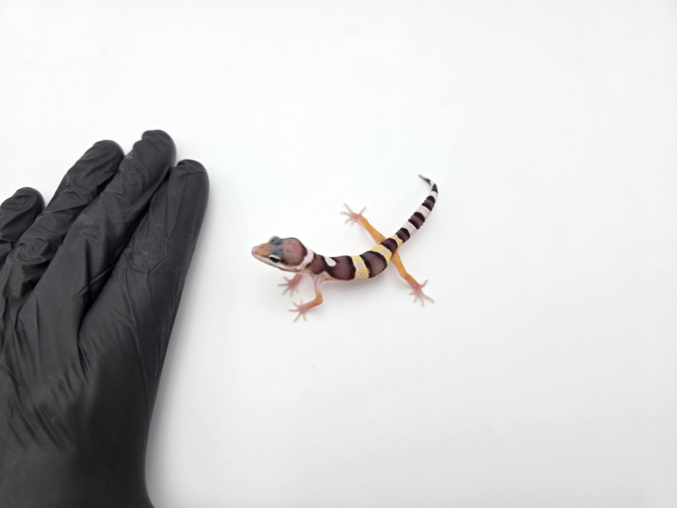 Eublepharis macularius "Mack snow (poss bandit, lavender)" TSD mâle 2026 Nom/référence : JARY