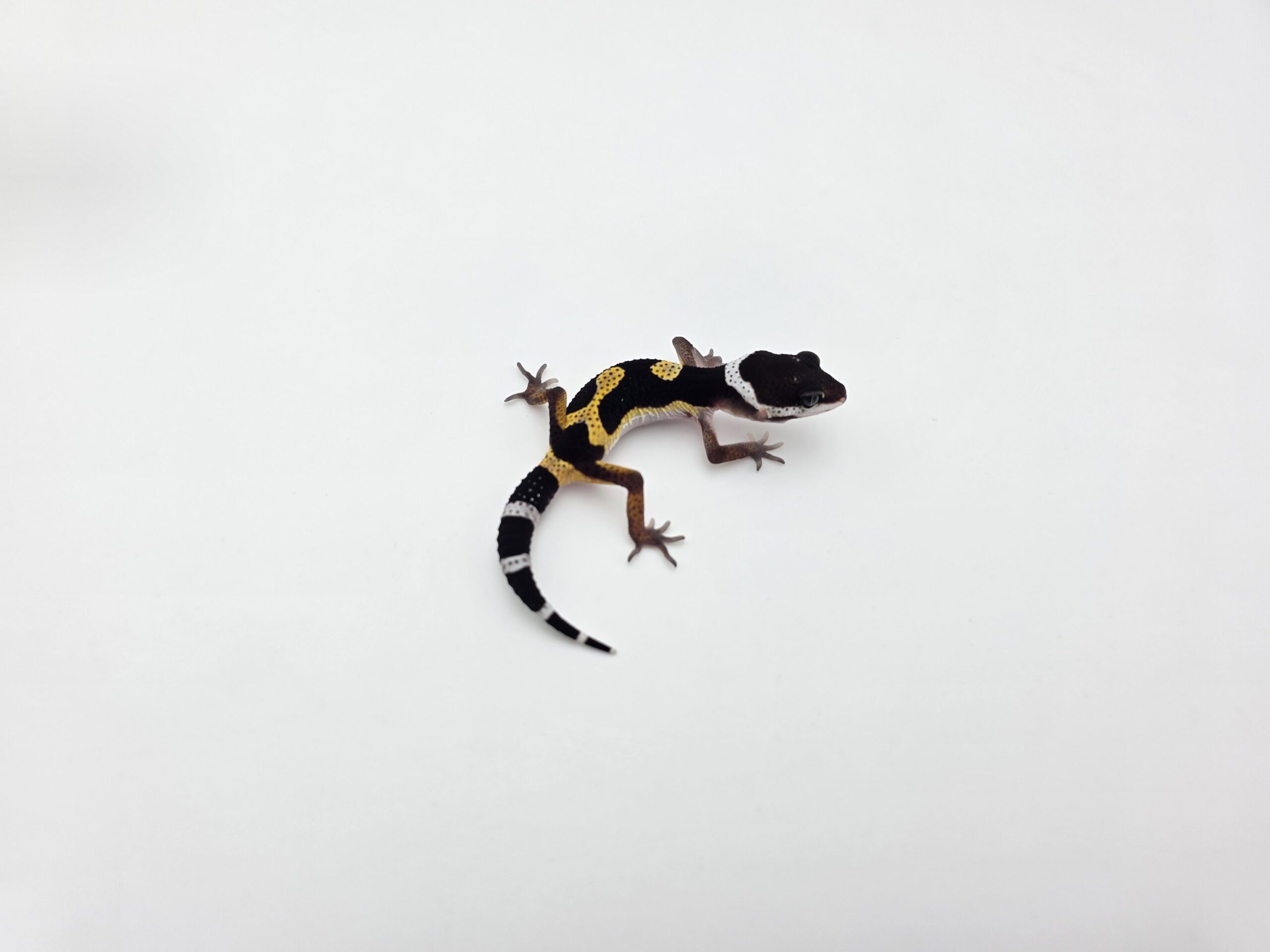 Eublepharis macularius "Black night (full) bold stripe jungle 66% het.eclipse tremper" Mâle 2026 Nom/référence : CESCARI