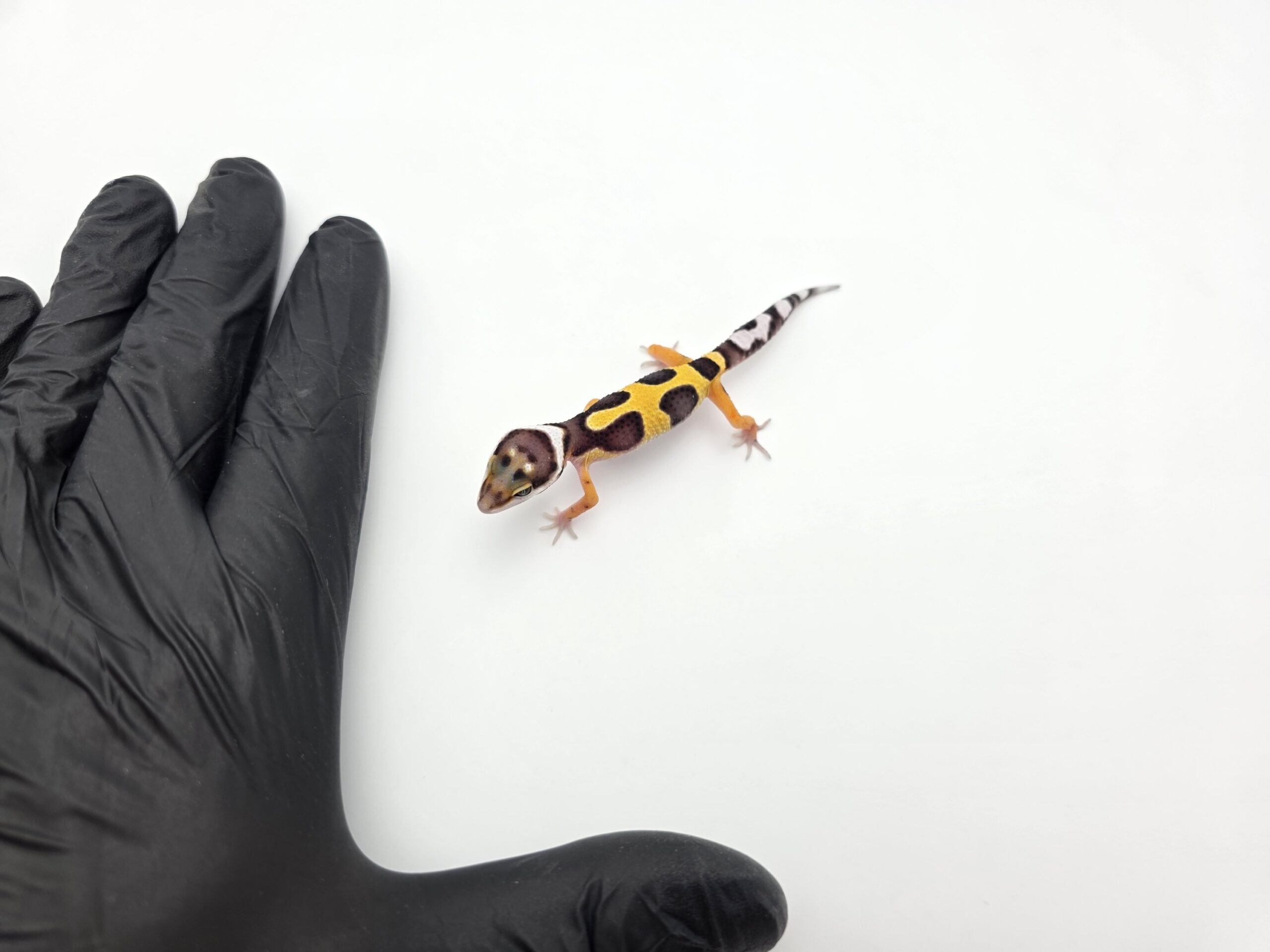 Eublepharis macularius "Bandit bold stripe tangerine 50% het.tremper" Mâle 2026 Nom/référence : DISTI