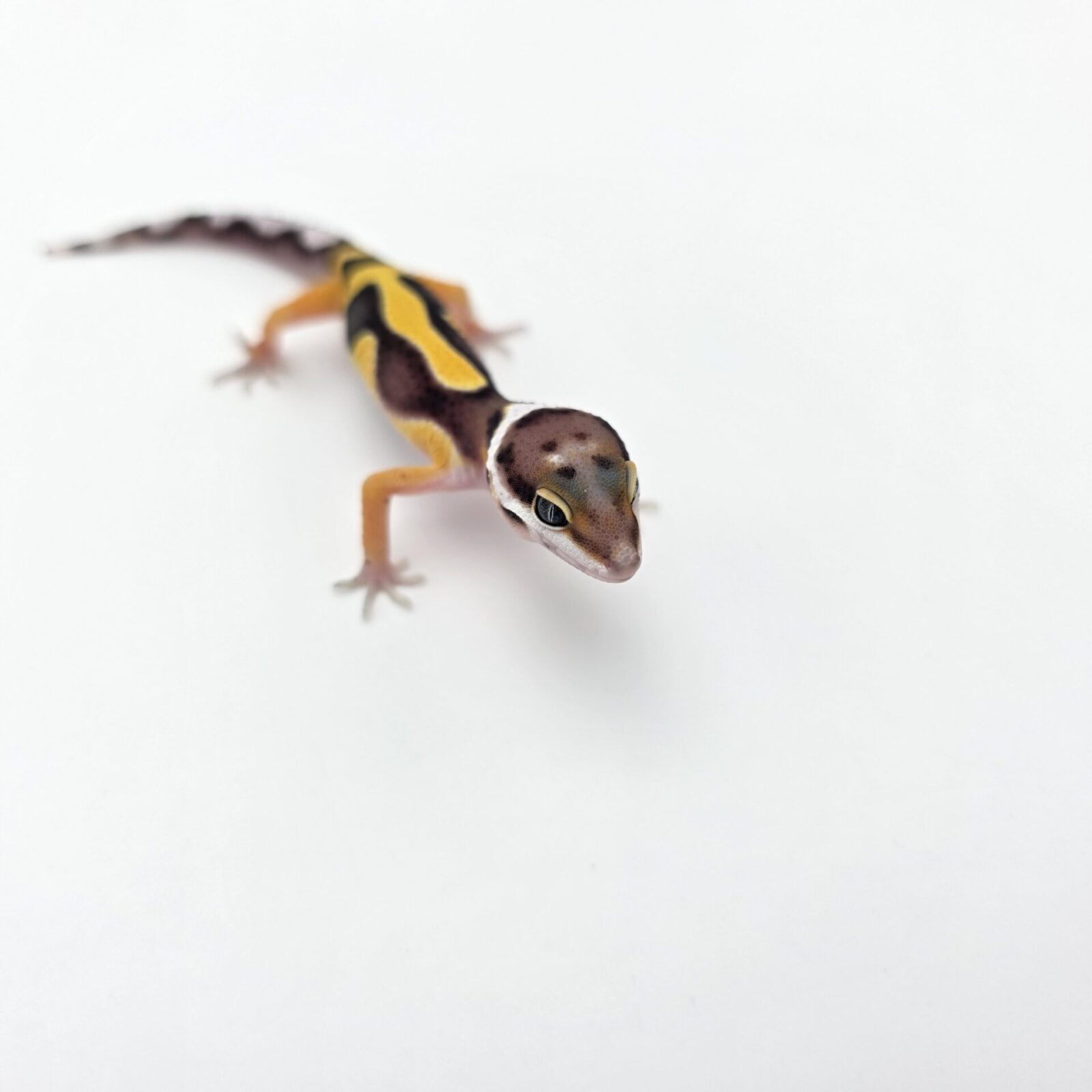 Eublepharis macularius "Bandit bold stripe tangerine 50% het.tremper" Mâle 2026 Nom/référence : FRISCRI