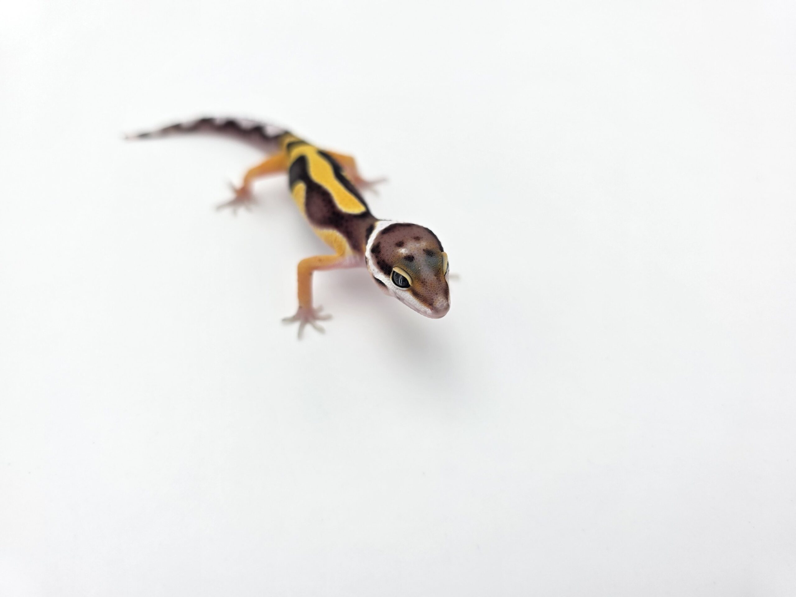 Eublepharis macularius "Bandit bold stripe tangerine 50% het.tremper" Mâle 2026 Nom/référence : FRISCRI