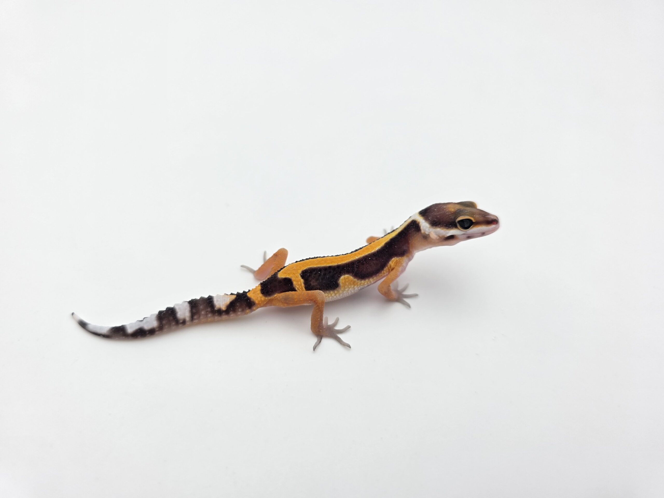 Eublepharis macularius "Bandit bold stripe tangerine 50% het.tremper" Femelle 2026 Nom/référence : JUKAVI
