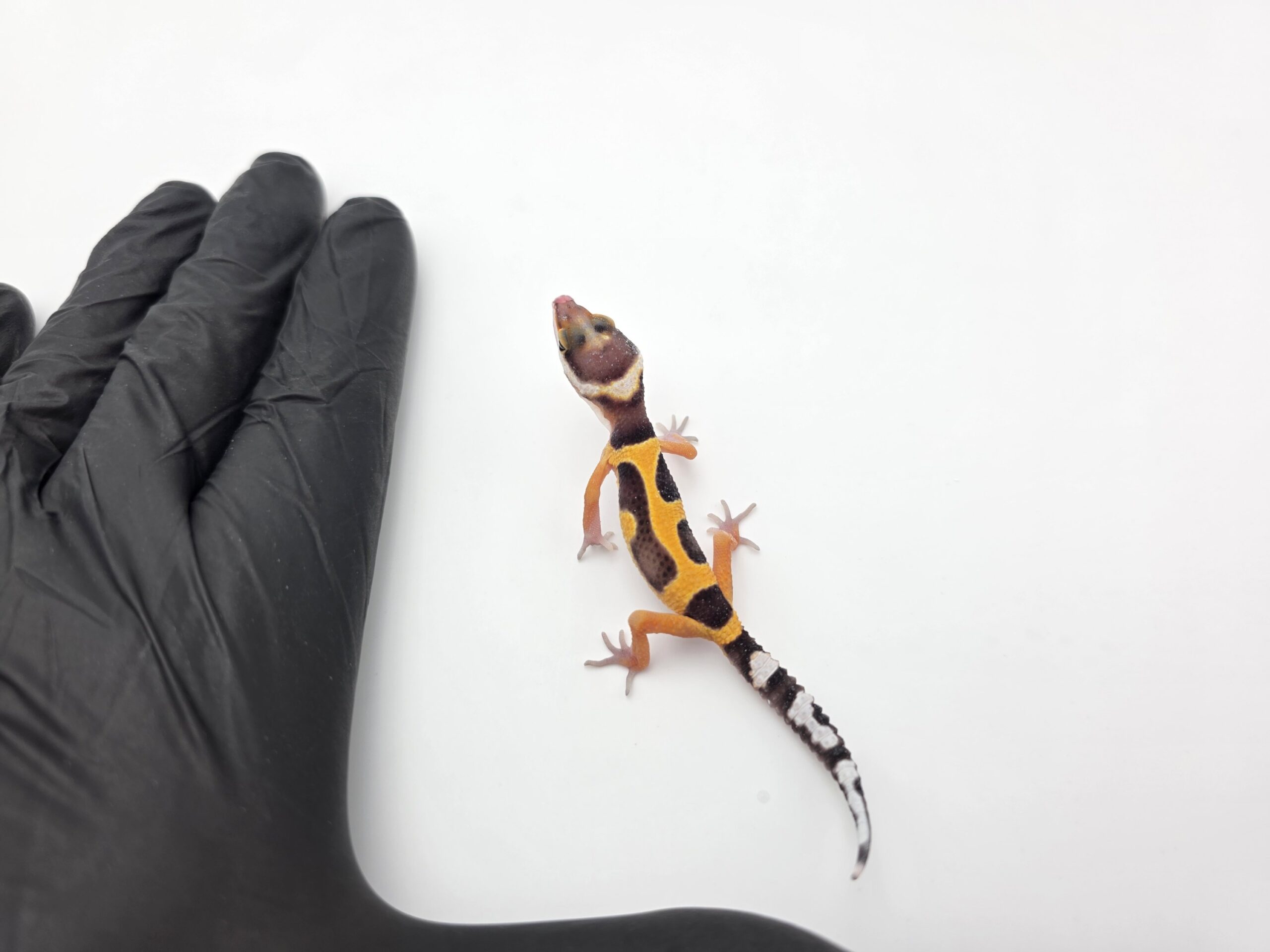 Eublepharis macularius "Bandit bold stripe tangerine 50% het.tremper" Femelle 2026 Nom/référence : JURPI