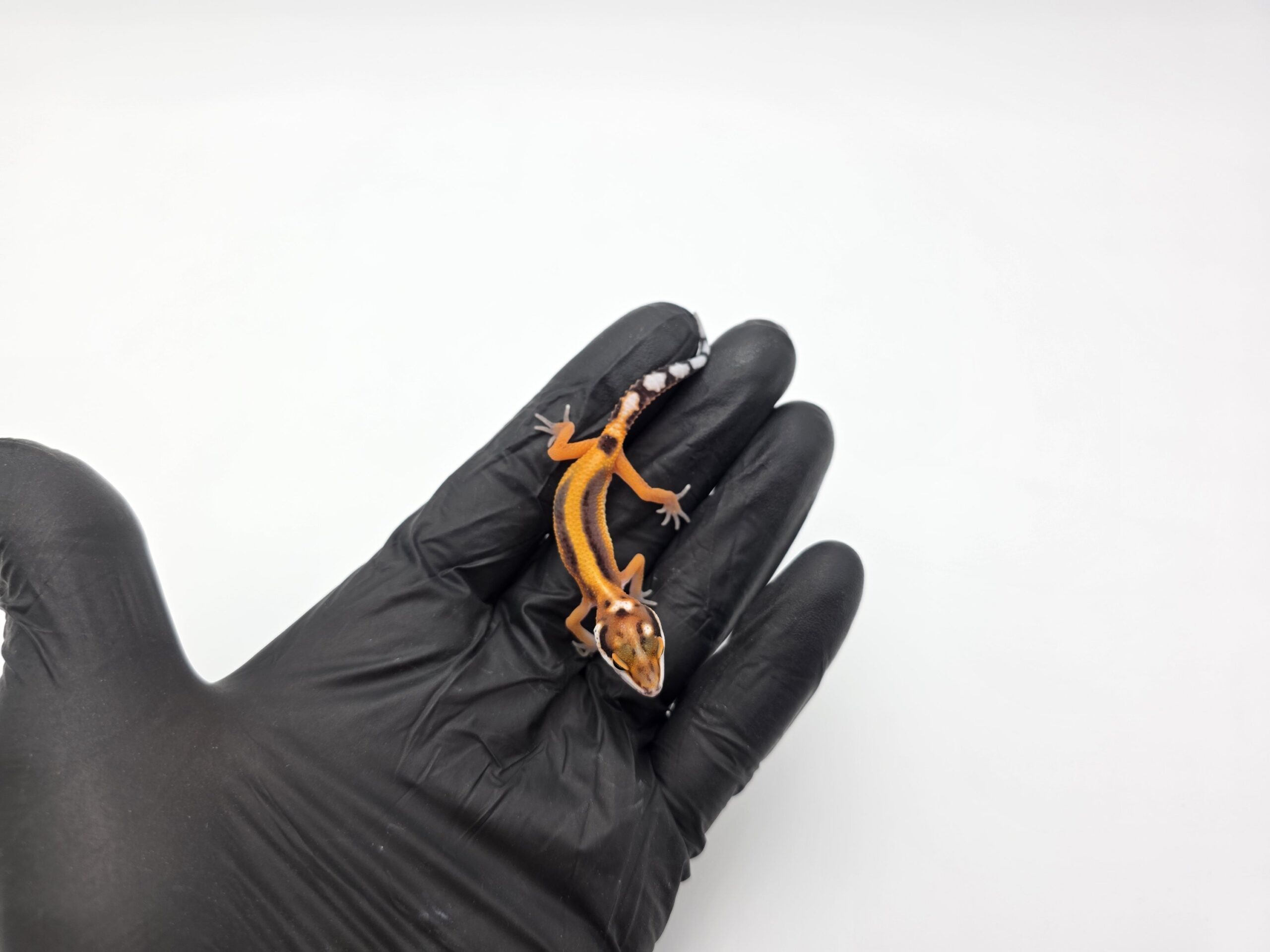 Eublepharis macularius "Bandit bold stripe reverse electric/mandarin tangerine (poss lavender, red stripe) 50% het.bell" Femelle 2026 Nom/référence : JUHYSKI