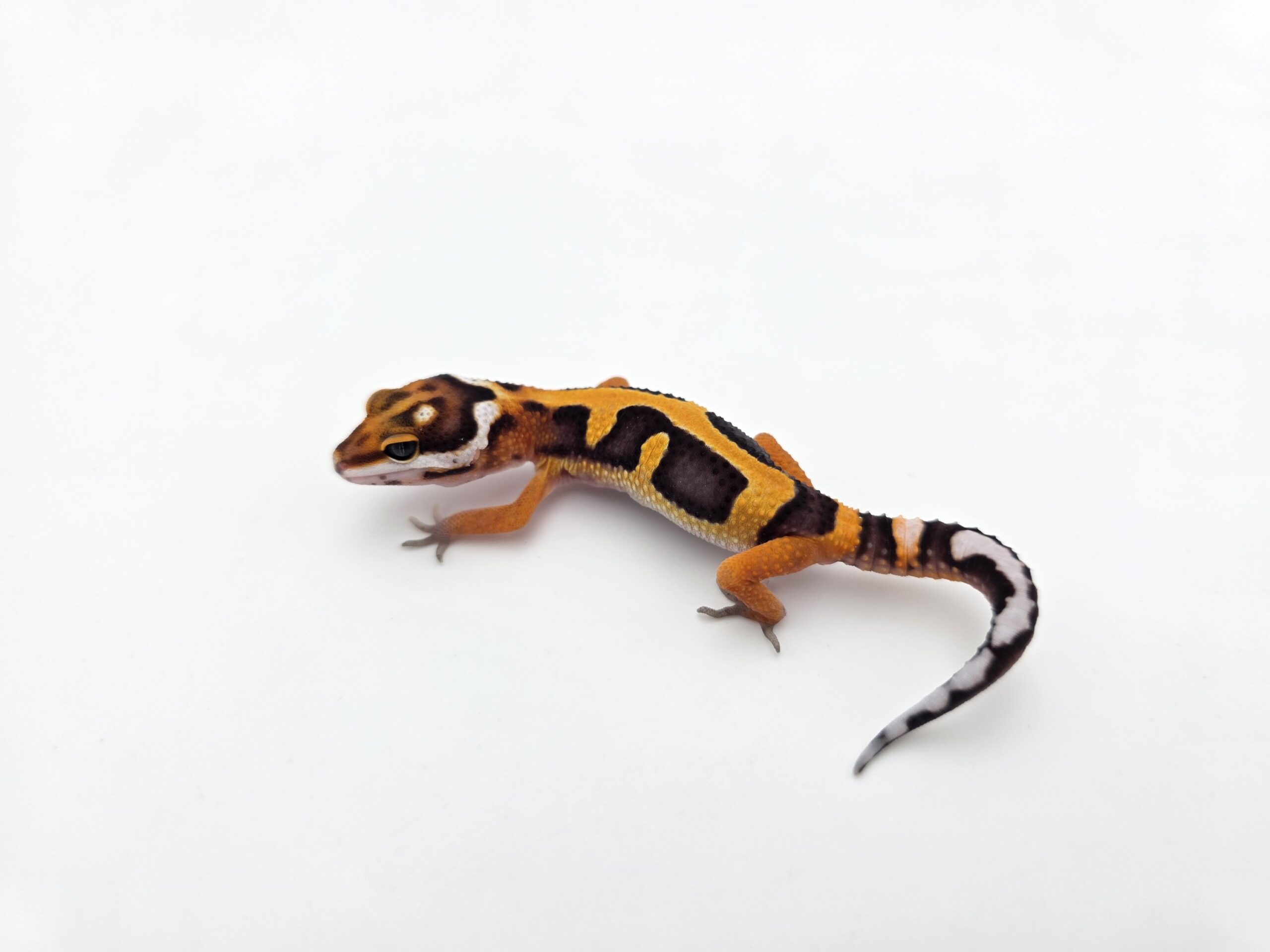 Eublepharis macularius "Bandit bold stripe electric/mandarin tangerine (poss lavender, red stripe) 50% het.bell" Femelle 2026 Nom/référence : JUFISI