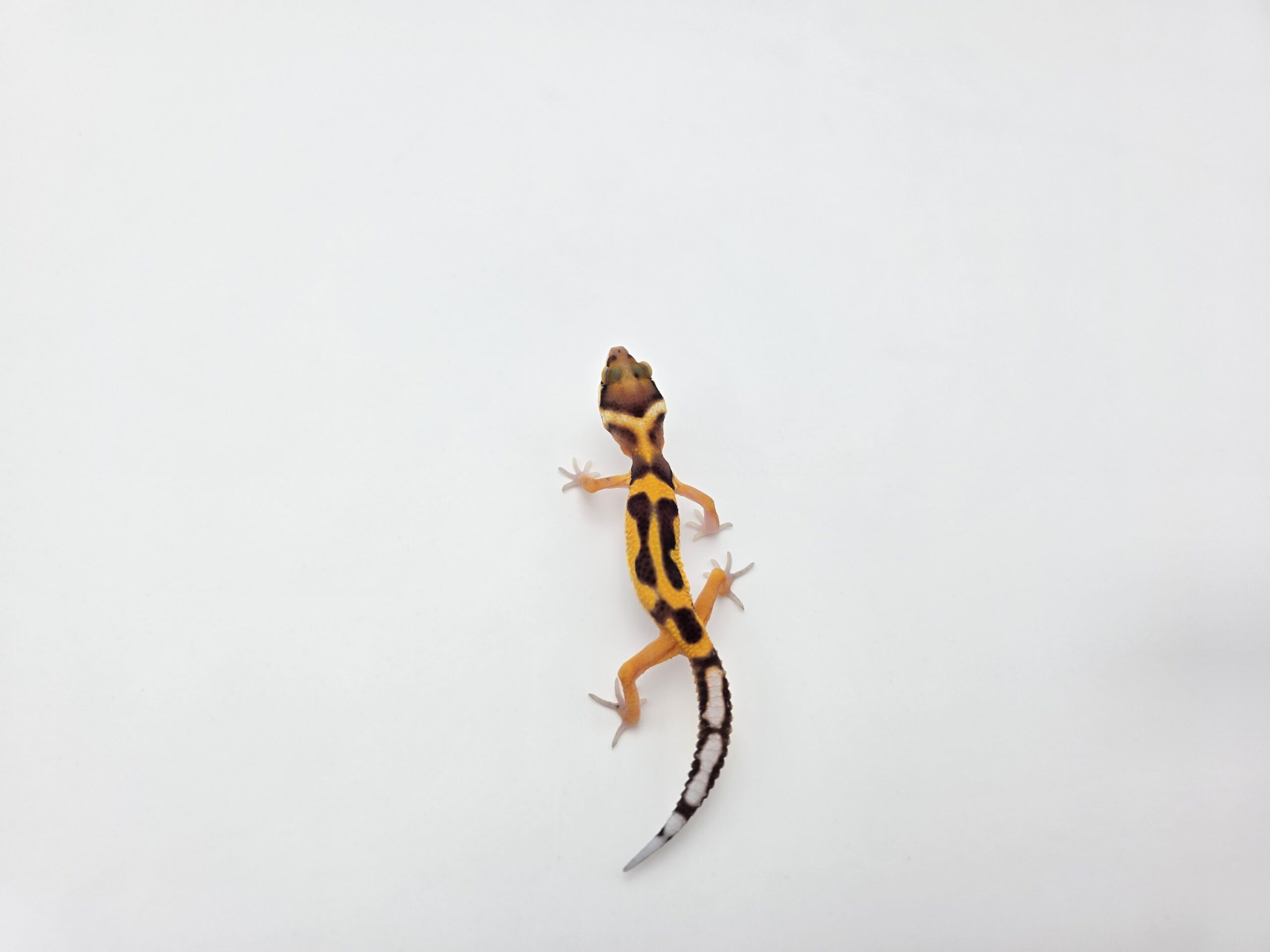 Eublepharis macularius "Bandit bold stripe jungle tangerine (poss halloween) 50% het.tremper" Femelle 2026 Nom/référence : JUCMI
