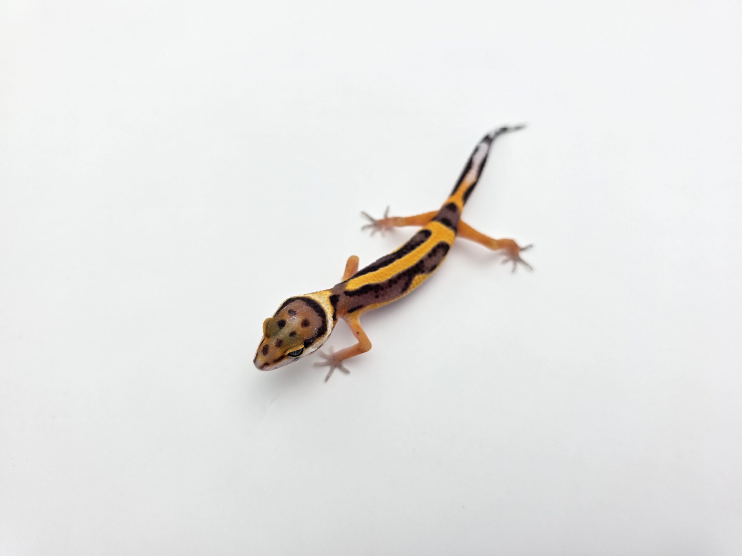 Eublepharis macularius "Bandit bold stripe tangerine 66% het.tremper" Femelle 2026 Nom/référence : JUSYLI