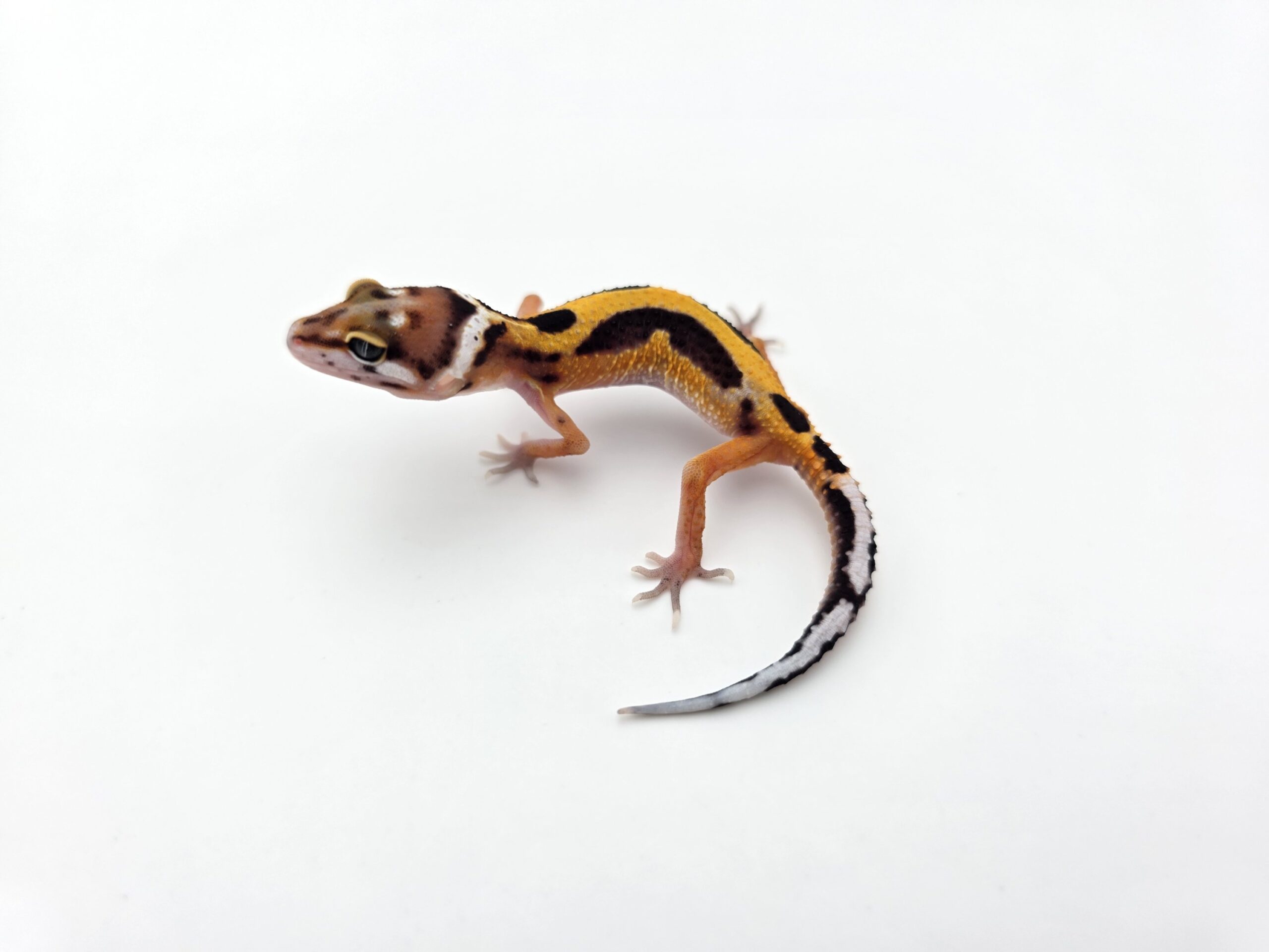 Eublepharis macularius "Bandit bold stripe tangerine 66% het.tremper" Femelle 2026 Nom/référence : JUSYALI