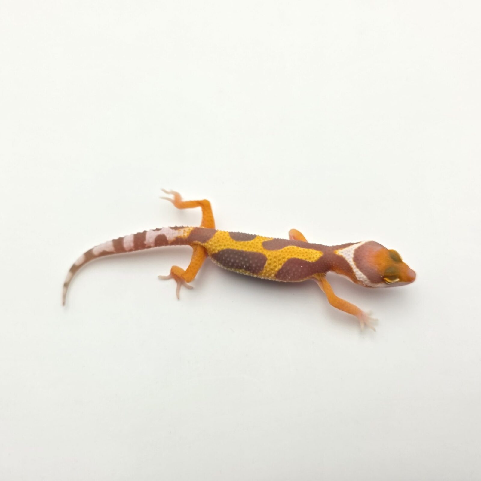 Eublepharis macularius "Bandit bold stripe bell mandarin emerine lavender jungle" TSD Femelle 2026 Nom/référence : STYDI