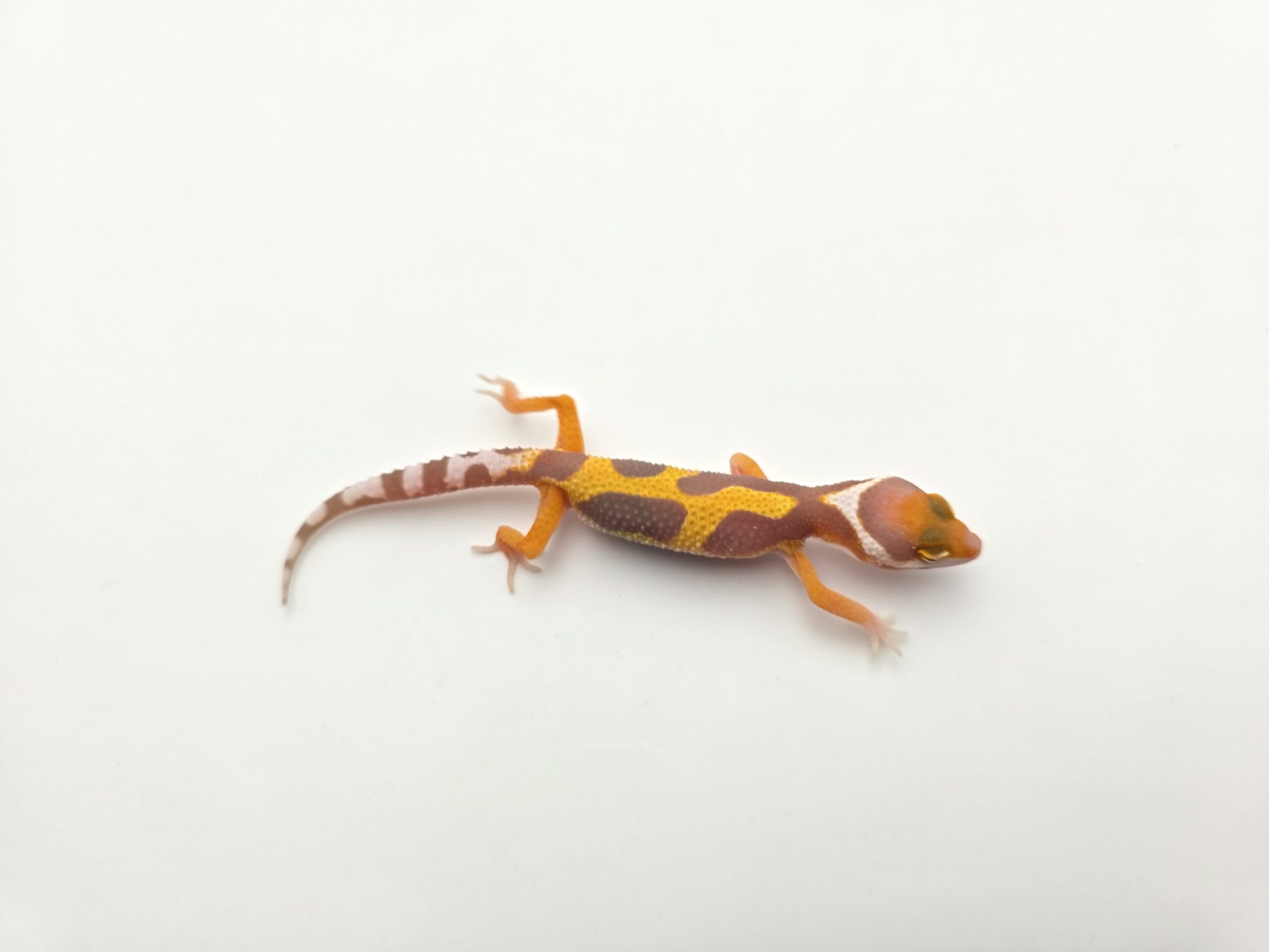 Eublepharis macularius "Bandit bold stripe bell mandarin emerine lavender jungle" TSD Femelle 2026 Nom/référence : STYDI