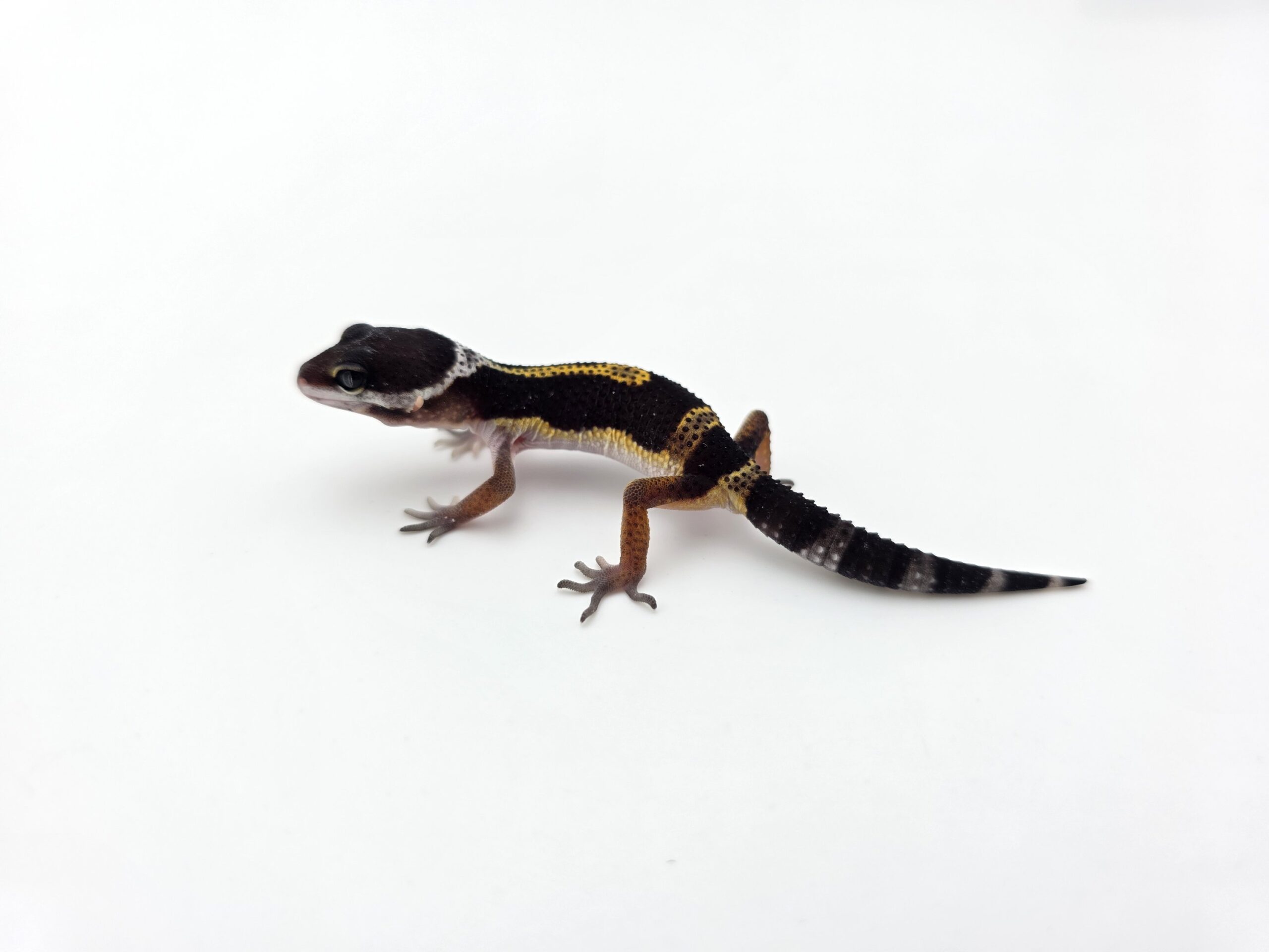 Eublepharis macularius "Black night" Mâle 2026 Nom/référence : VERNI