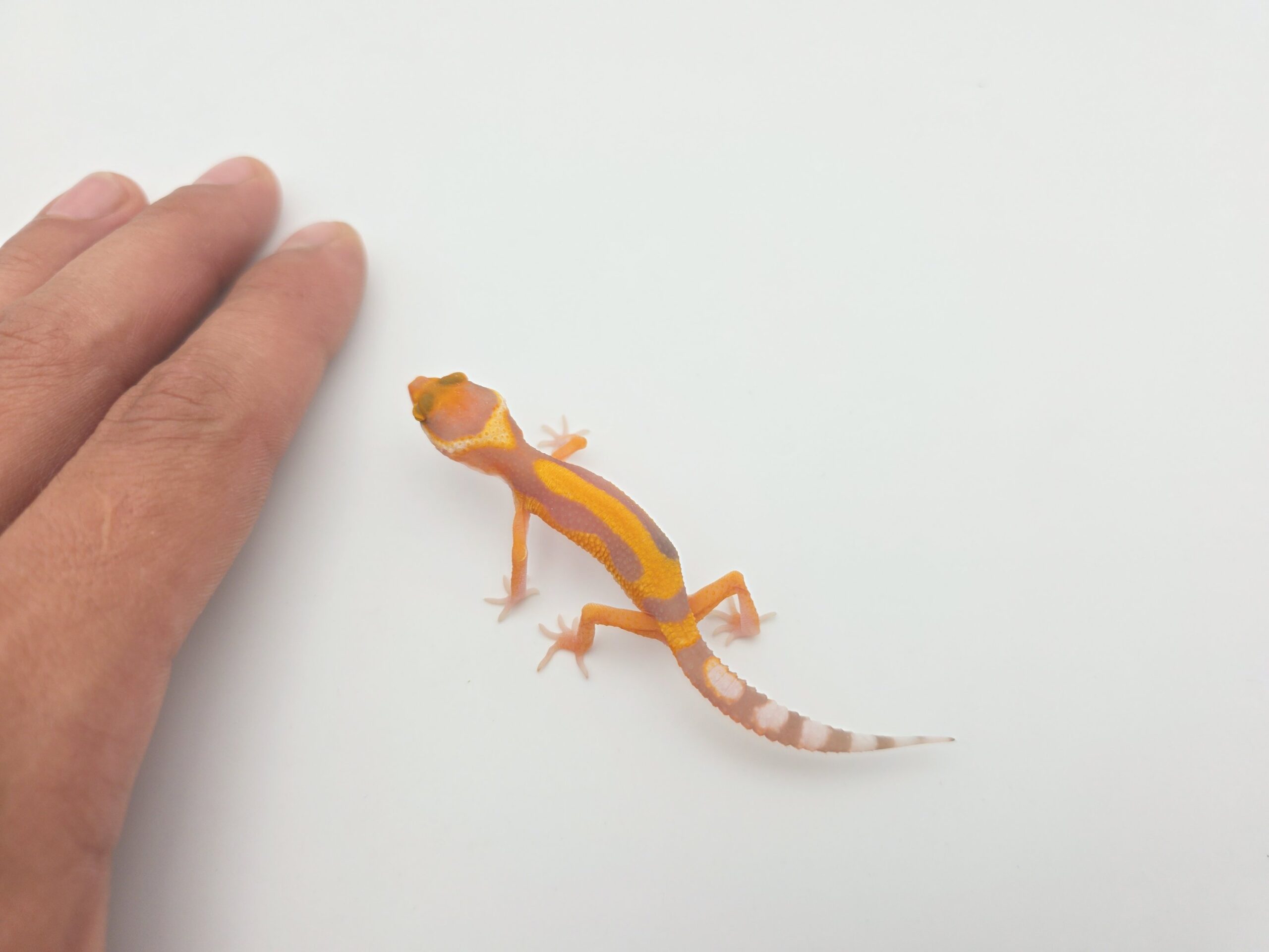 Eublepharis macularius "Bandit bold stripe mandarin emerine tremper (poss clown) 100% het.eclipse" TSD Femelle 2026 Nom/référence : CRASIMI