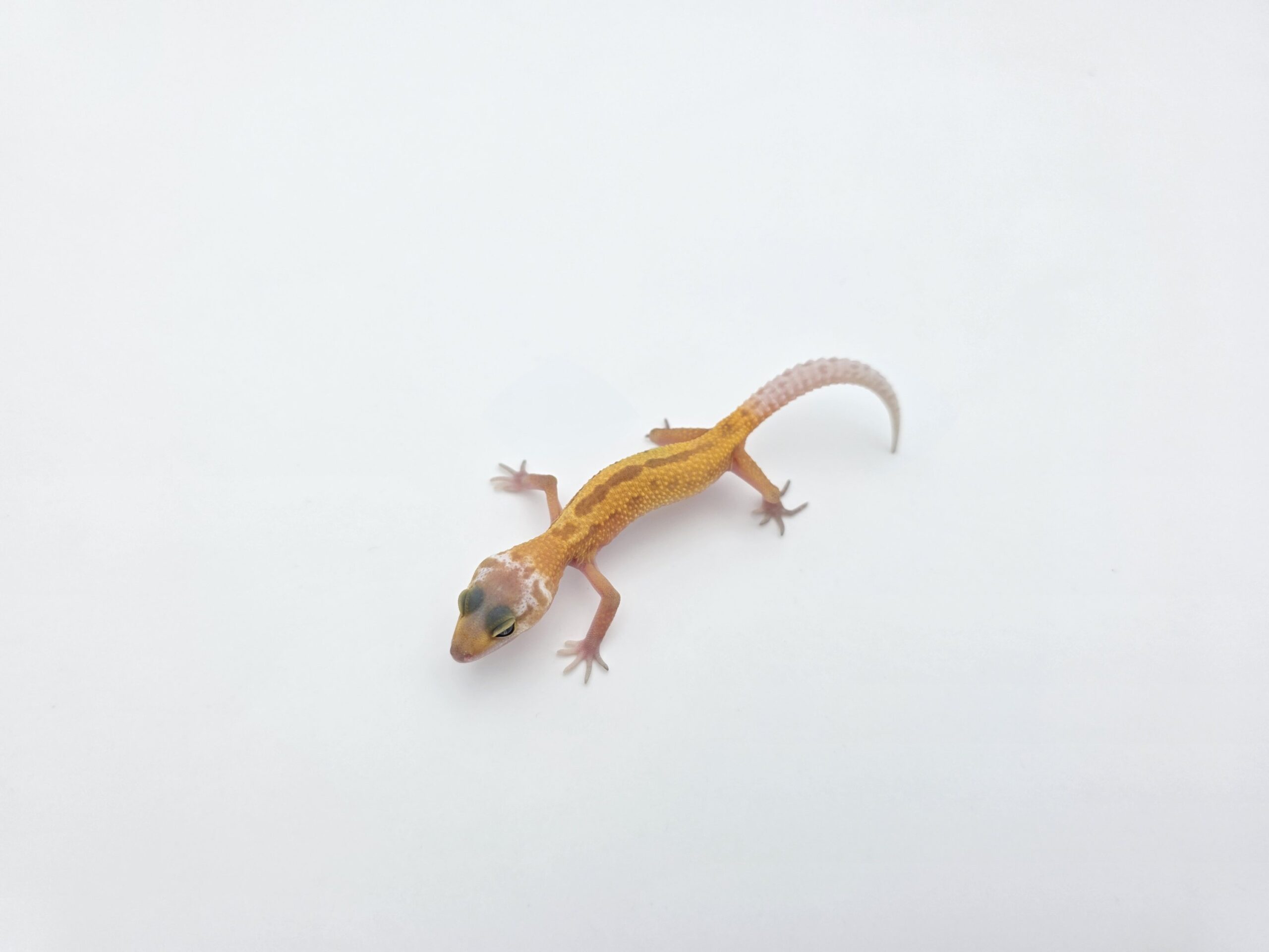 Eublepharis macularius "Murphy patternless 100% het.bell" TSD Mâle 2026 Nom/référence : JURMI