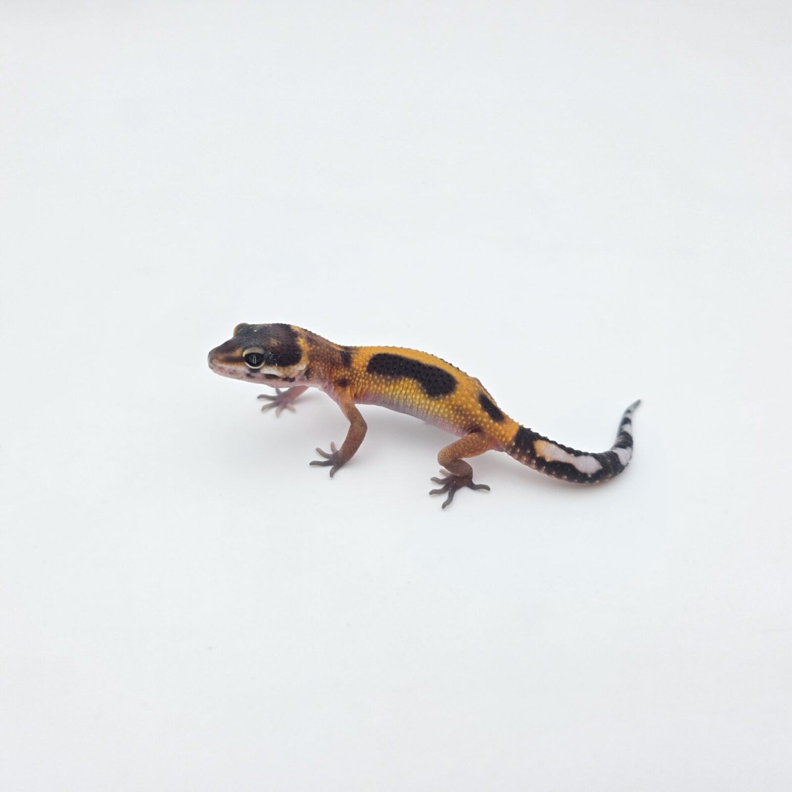 Eublepharis macularius, femelle née en 2026, "Bandit bold redstripe reverse jungle mandarin emerine 50% het.bell, eclipse", Nom/référence : MARONGI