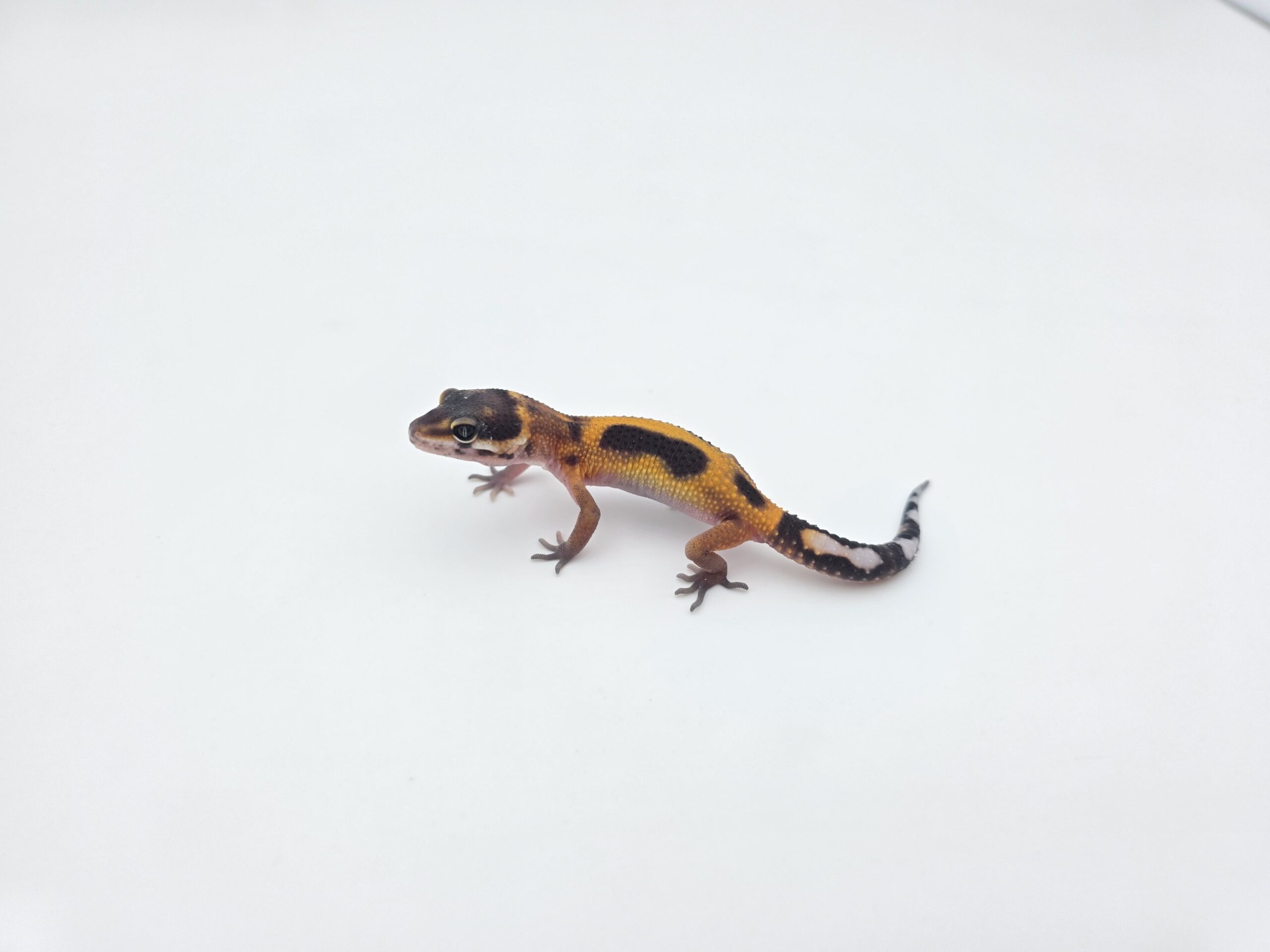 Eublepharis macularius, femelle née en 2026, "Bandit bold redstripe reverse jungle mandarin emerine 50% het.bell, eclipse", Nom/référence : MARONGI
