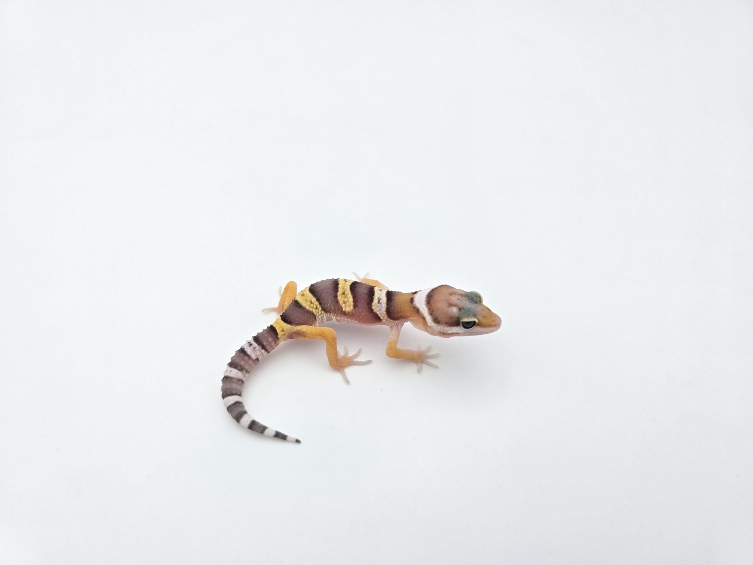 Eublepharis macularius "Mack snow 100% het.blizzard, eclipse, murphy patternless, tremper" Mâle 2026 Nom/référence : CYVI