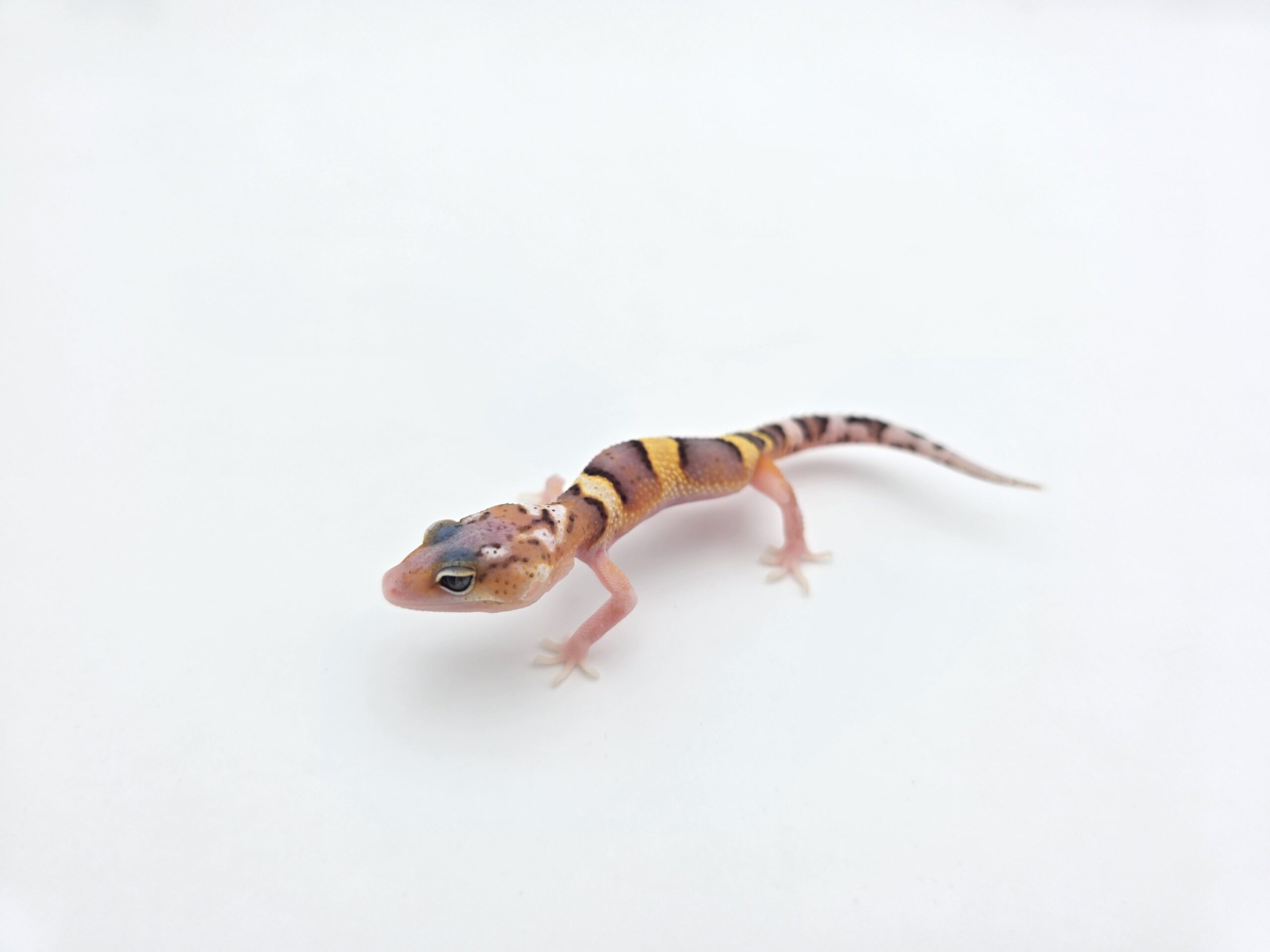 Eublepharis macularius "Mack snow hypo tangerine eclipse 100% het.blizzard, tremper" TSD Mâle 2026 Nom/référence : JUMNERVI