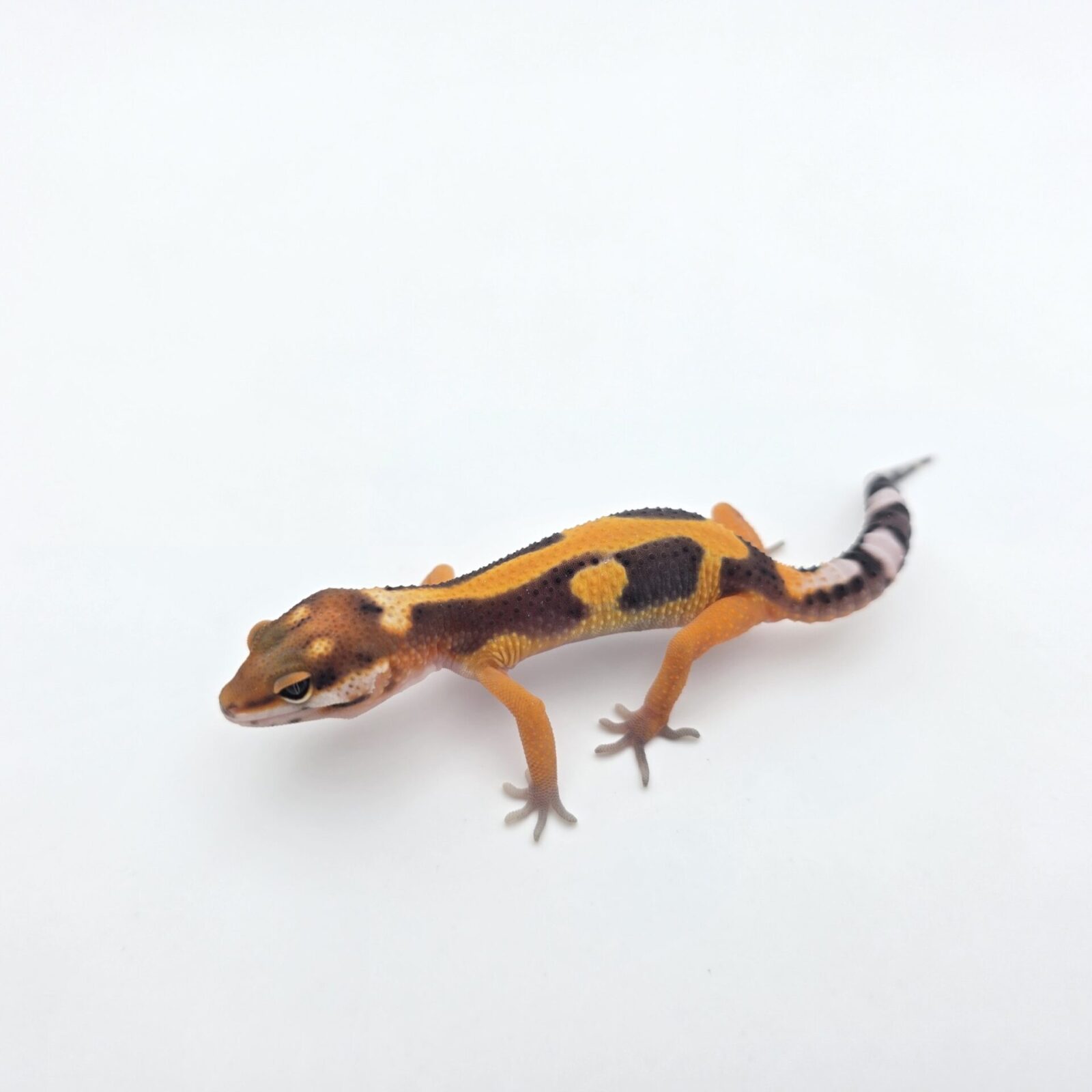 Eublepharis macularius "Bandit bold redstripe blood mandarin emerine jungle (poss lavender)" Mâle 2026 Nom/référence : JUBIPI