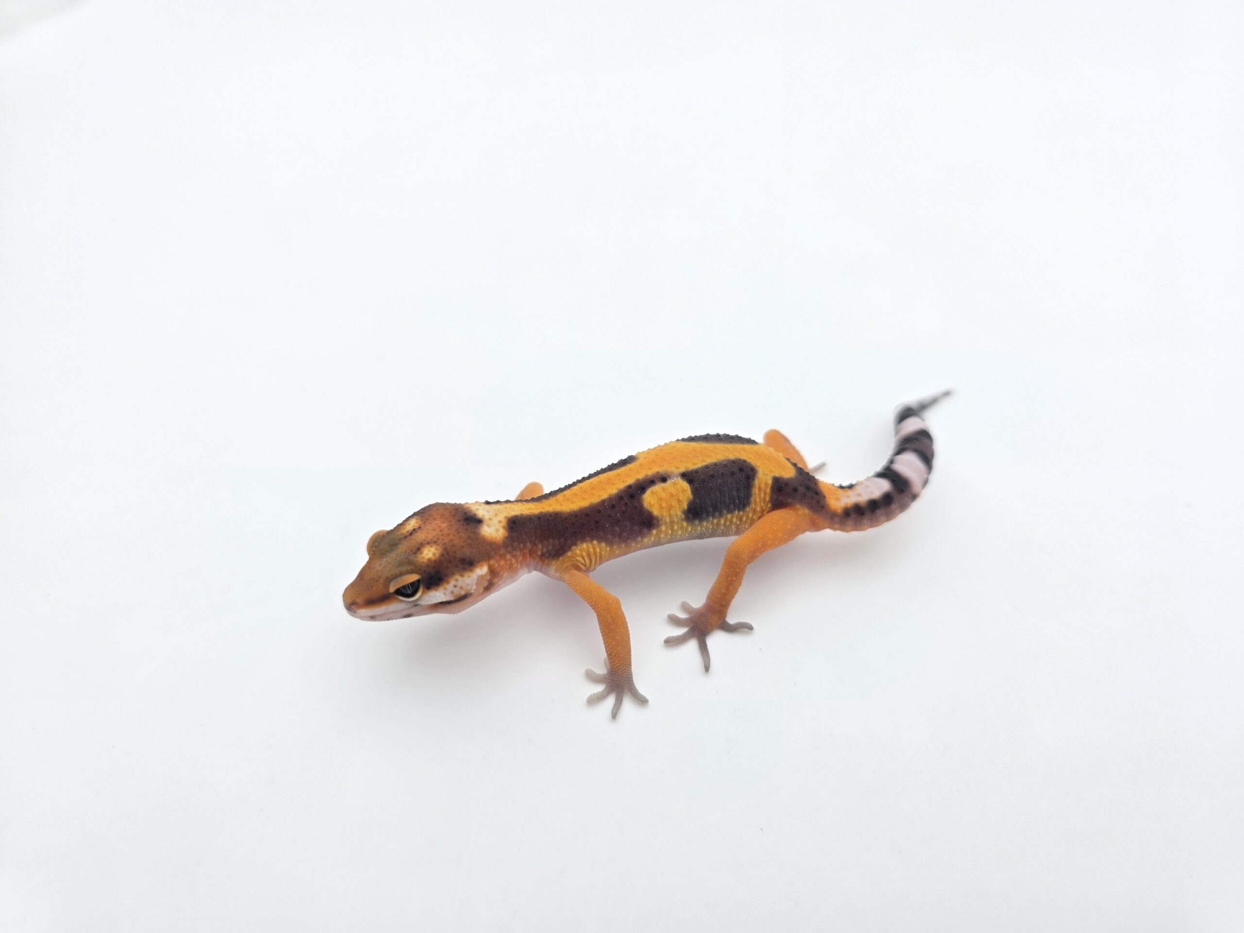 Eublepharis macularius "Bandit bold redstripe blood mandarin emerine jungle (poss lavender)" Mâle 2026 Nom/référence : JUBIPI