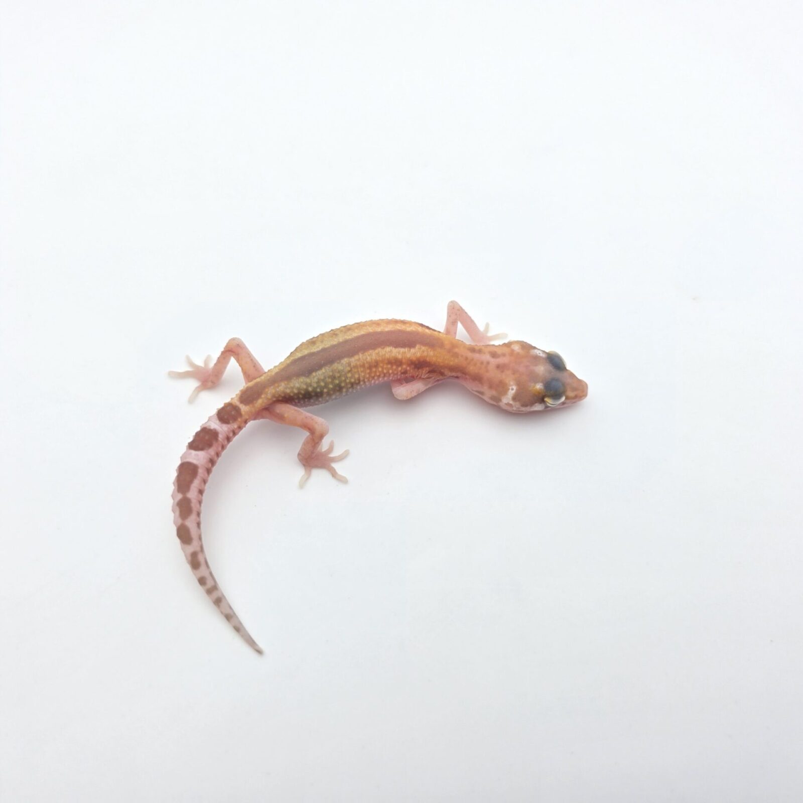 Eublepharis macularius "Mack snow hybino mandarin/electric bold stripe reverse (tremper)" TSD Mâle 2026 Nom/référence : JUPAPA