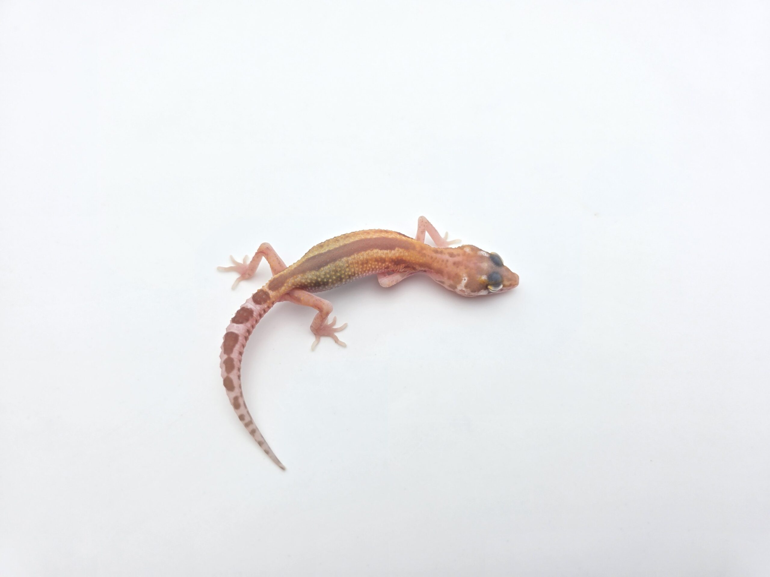 Eublepharis macularius "Mack snow hybino mandarin/electric bold stripe reverse (tremper)" TSD Mâle 2026 Nom/référence : JUPAPA