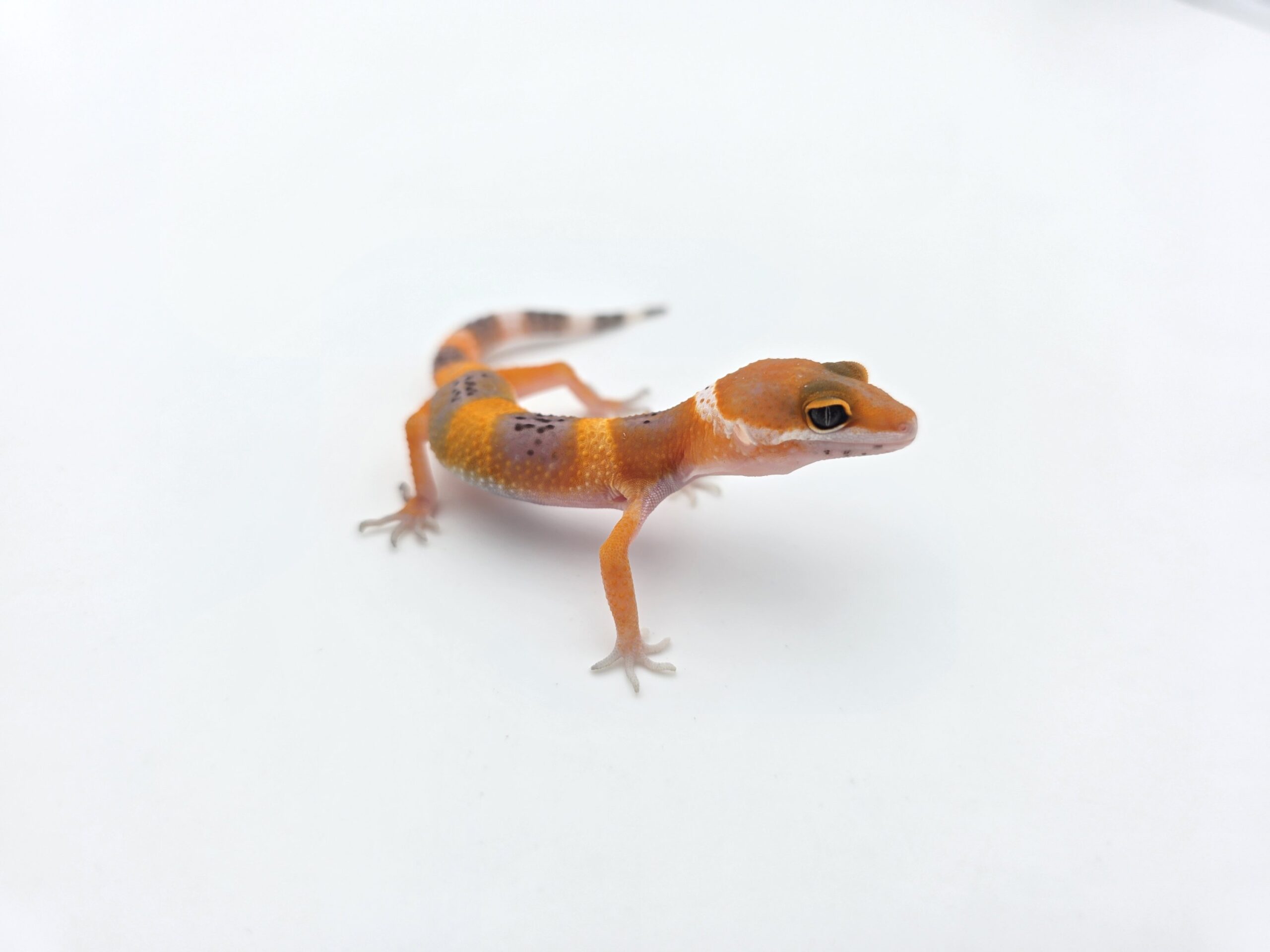 Eublepharis macularius "Hypo electric/mandarin emerine 100% het.bell et tremper" TSD Femelle 2026 Nom/référence : FROWI