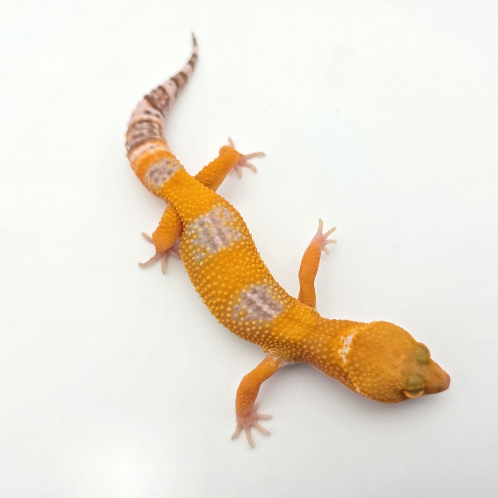 Eublepharis macularius "Mandarin sunglow bell (poss lavender) electric line" Mâle 2026 Nom/référence : JUZLI