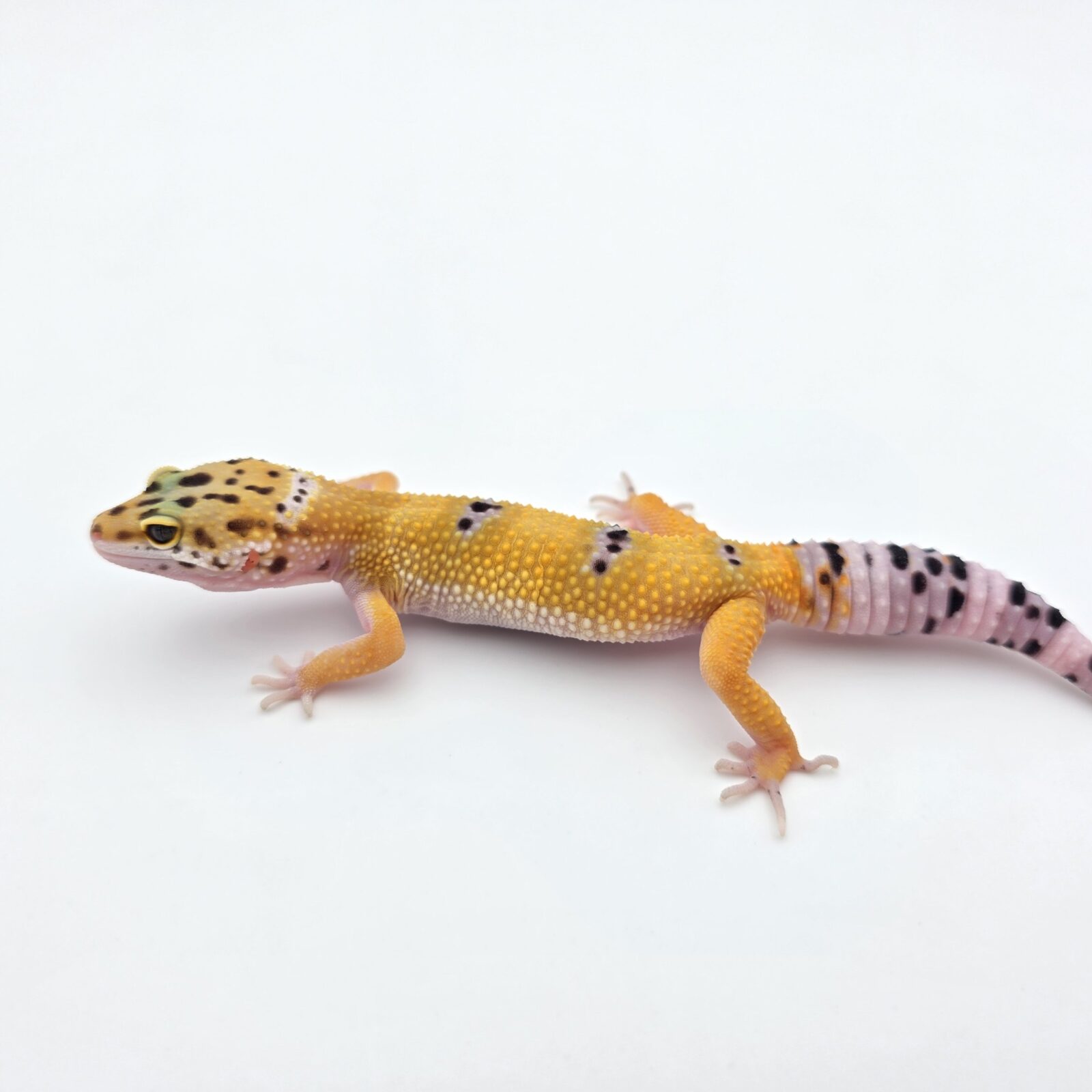 Eublepharis macularius "Hypo tangerine (poss bandit, lavender) 100% het.eclipse" Présumé mâle 2026 Nom/référence : JUOTISI