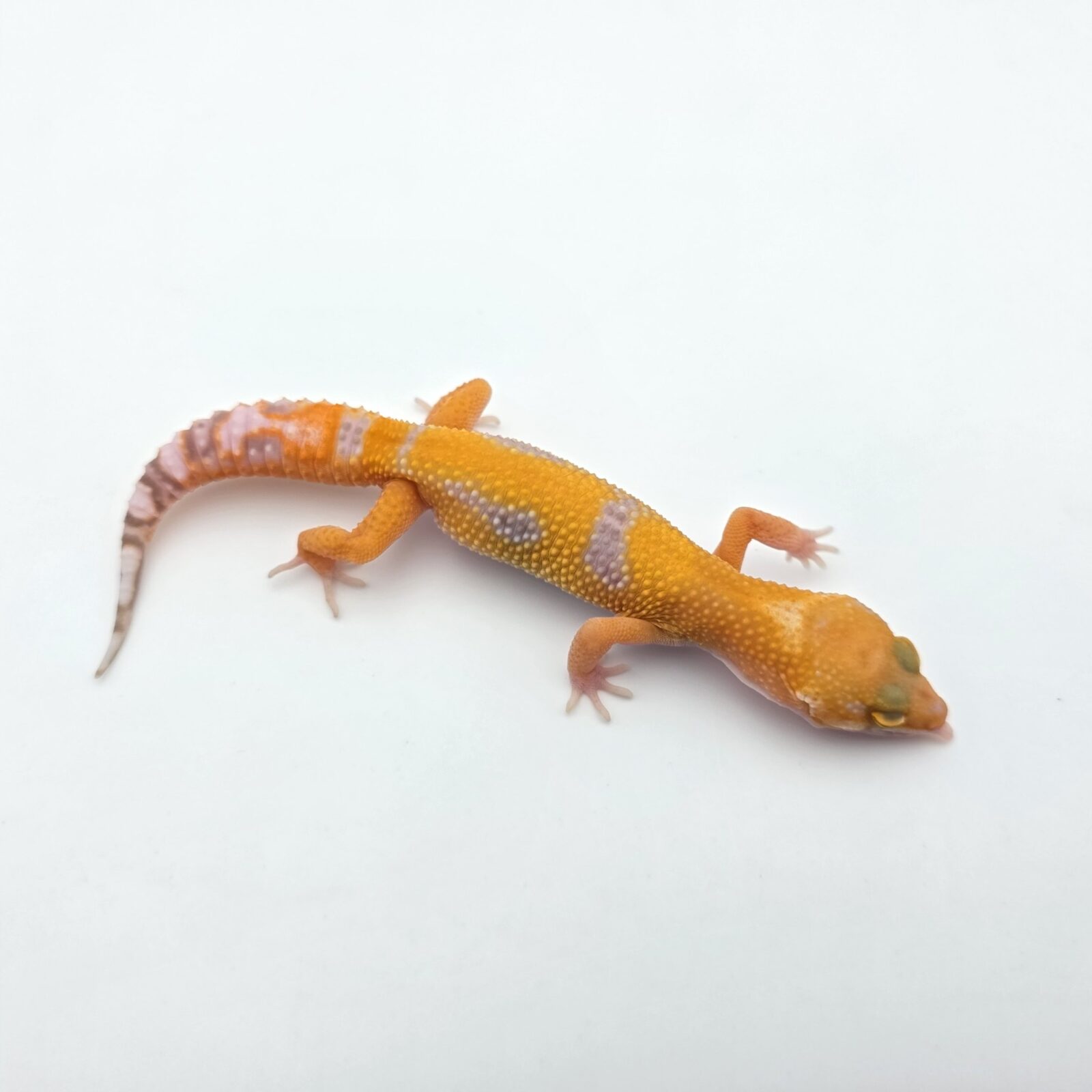 Eublepharis macularius "Mandarin sunglow bell electric line (poss lavender)" Mâle 2026 Nom/référence : JUKALI