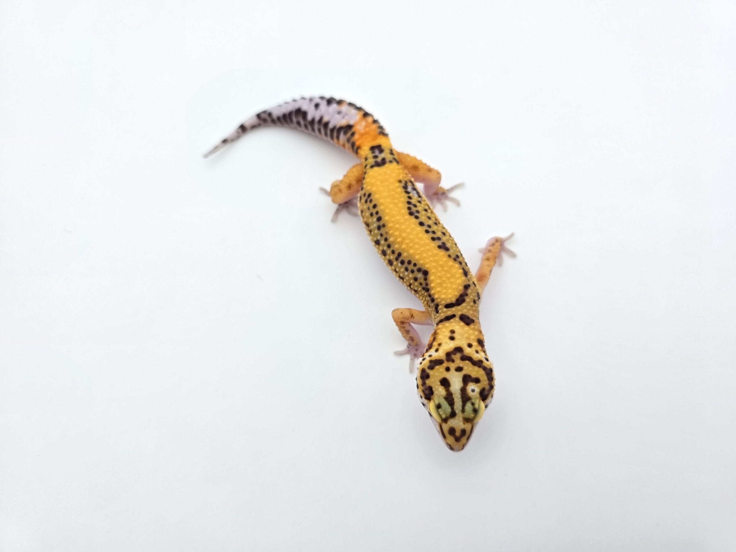 Eublepharis macularius "Bandit bold stripe electric tangerine (poss clown, giant, w&y) 50% het.eclipse bell et tremper" Femelle 2026 Nom/référence : JURSI