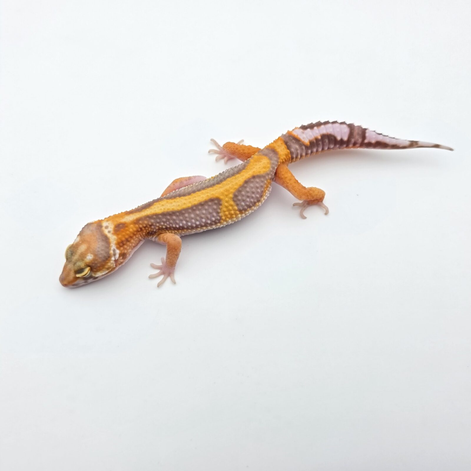 Eublepharis macularius "Bandit bold stripe reverse bell mandarin emerine lavender (poss red stripe)" Mâle 2026 Nom/référence : RADY