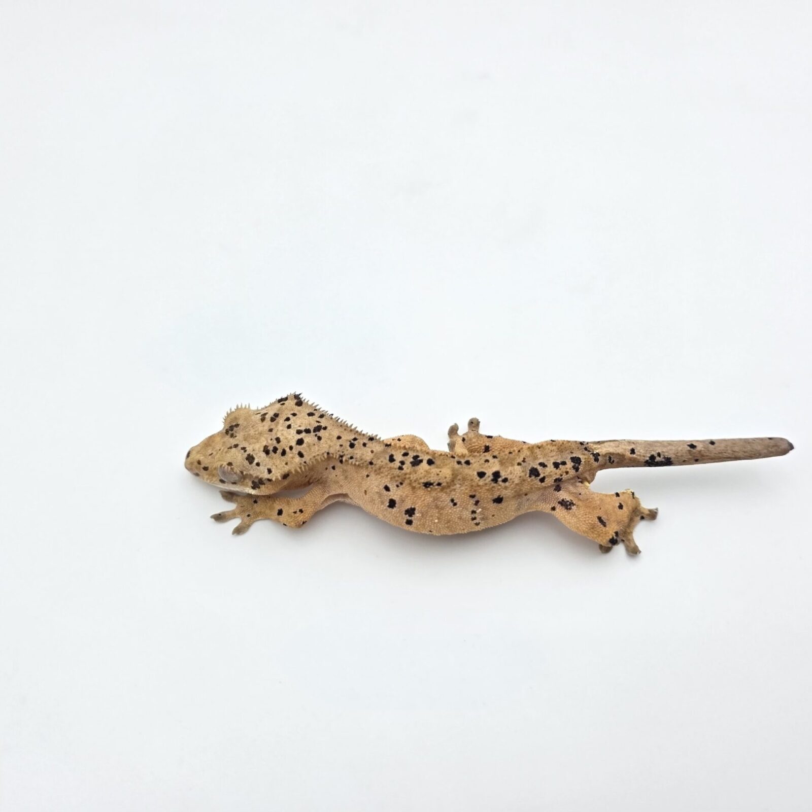 Correlophus ciliatus "Super dalmatien" Mâle 2025 Nom/référence : FIDOCT