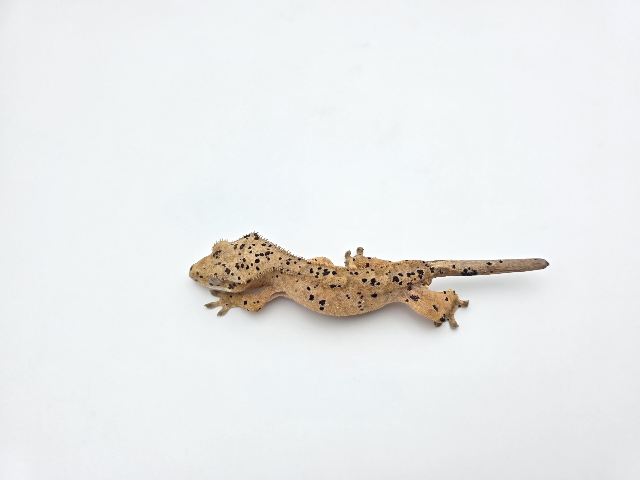 Correlophus ciliatus "Super dalmatien" Mâle 2025 Nom/référence : FIDOCT