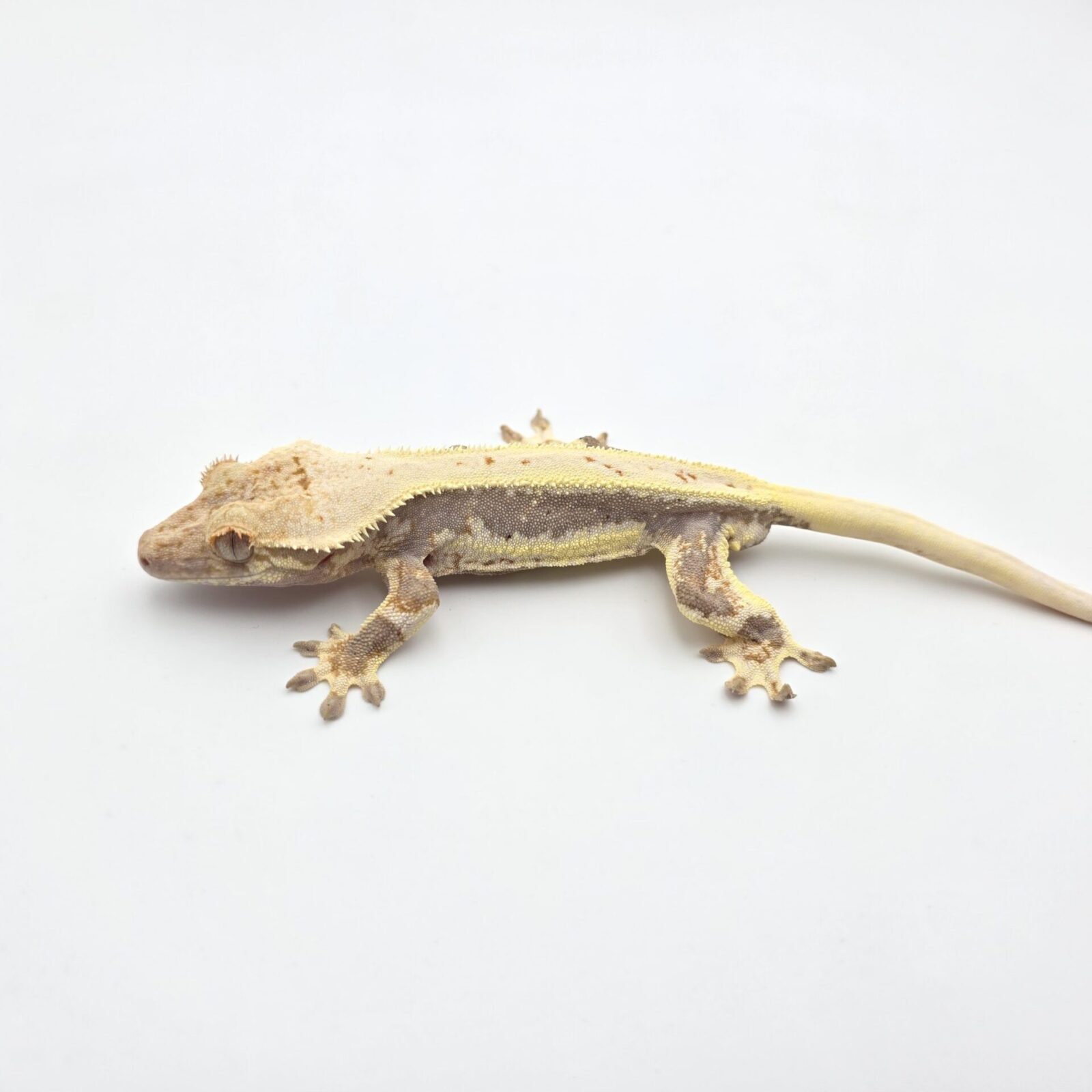 Correlophus ciliatus "Lilly white red tricolor blush" Mâle 2025 Nom/référence : LAWI