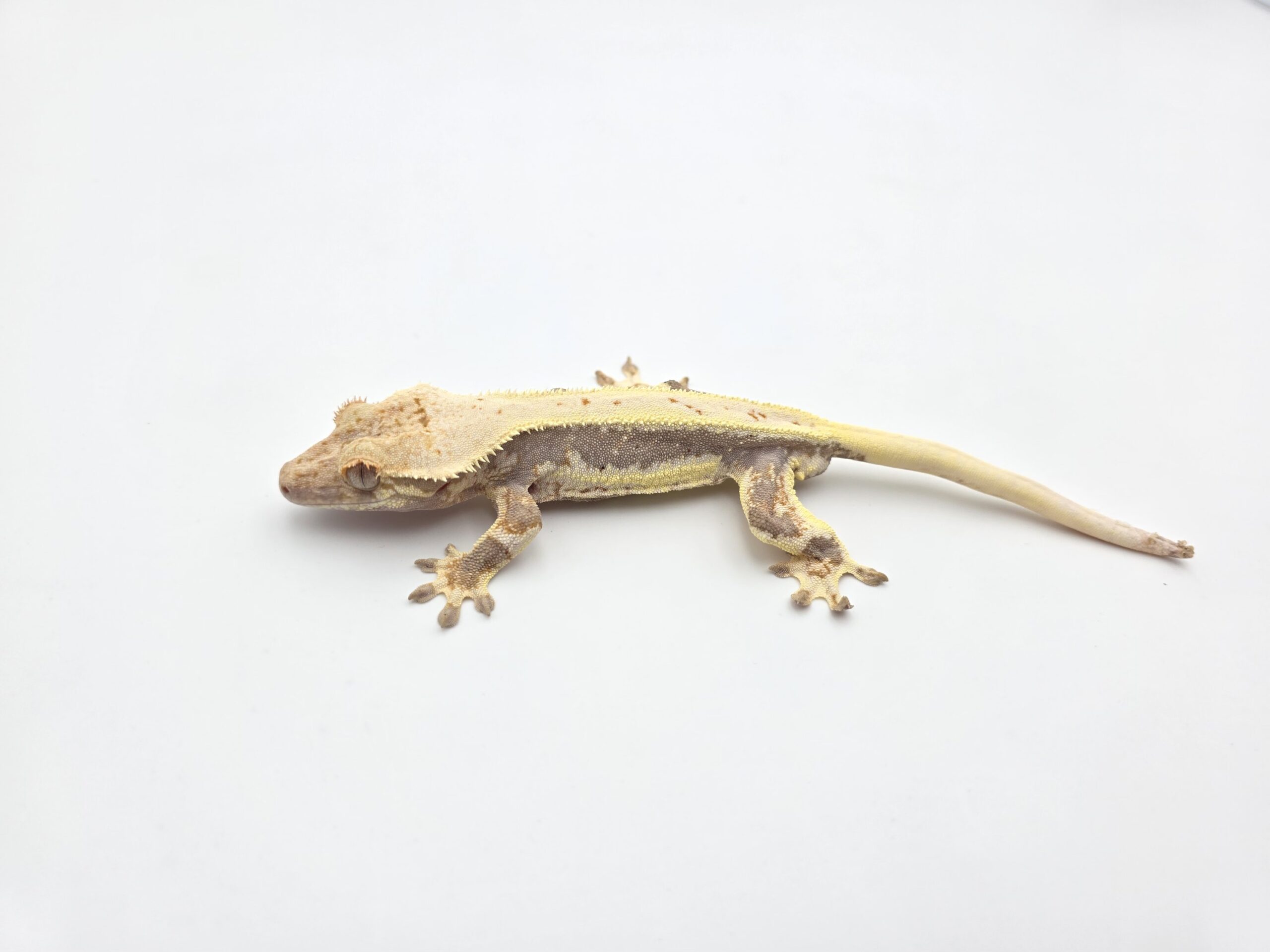 Correlophus ciliatus "Lilly white red tricolor blush" Mâle 2025 Nom/référence : LAWI