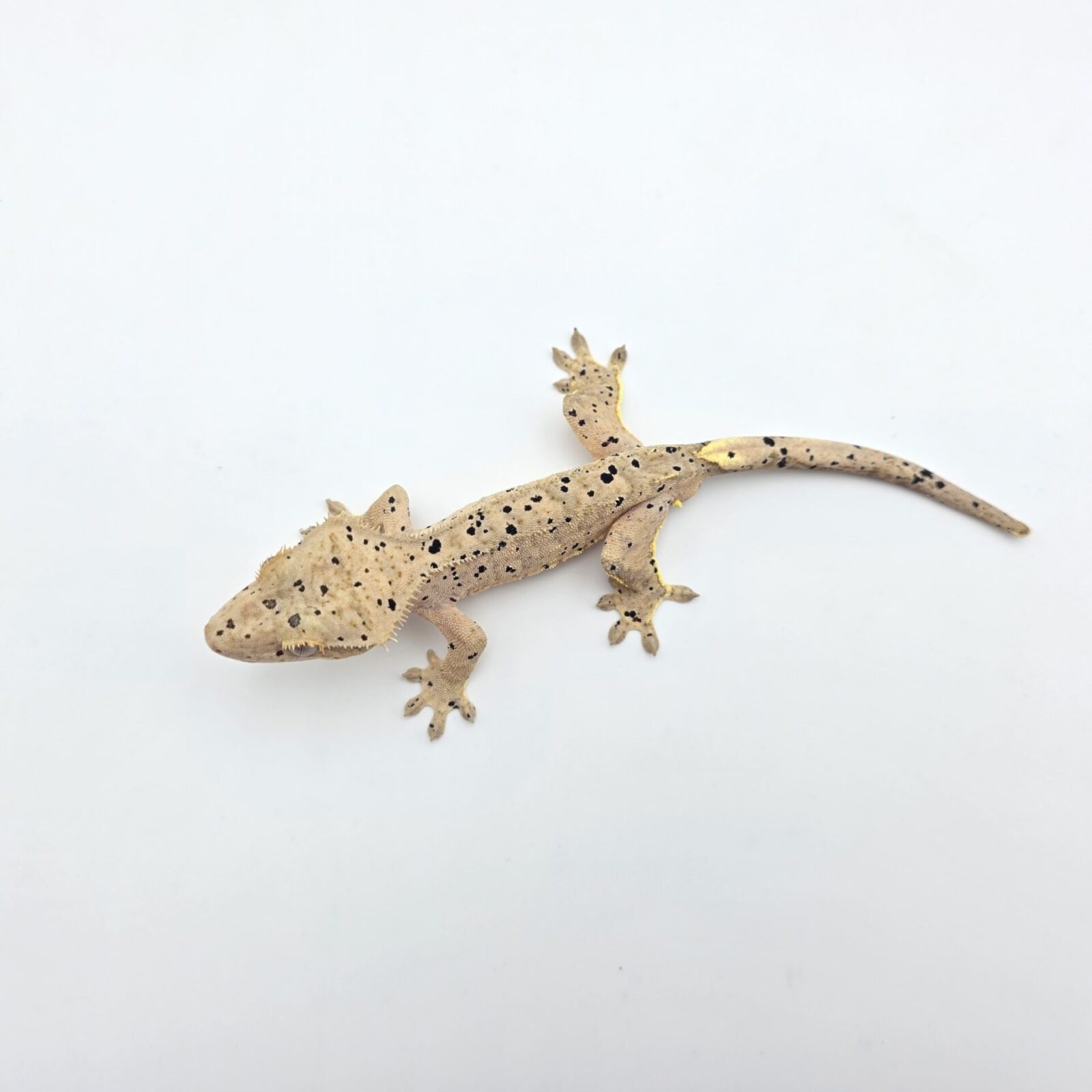 Correlophus ciliatus "Super dalmatien tiger yellow" Mâle 2025 Nom/référence : KROSSI