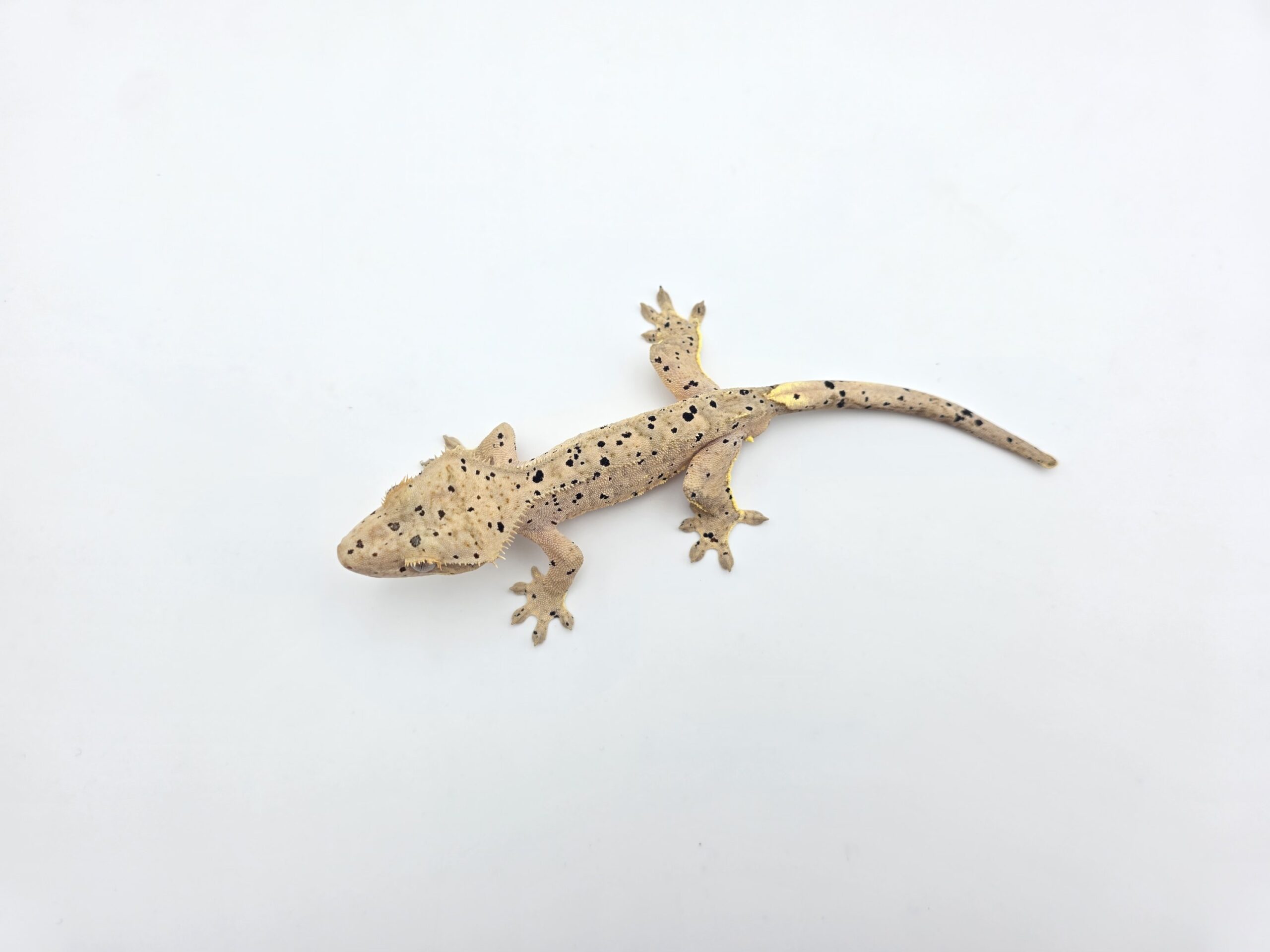 Correlophus ciliatus "Super dalmatien tiger yellow" Mâle 2025 Nom/référence : KROSSI