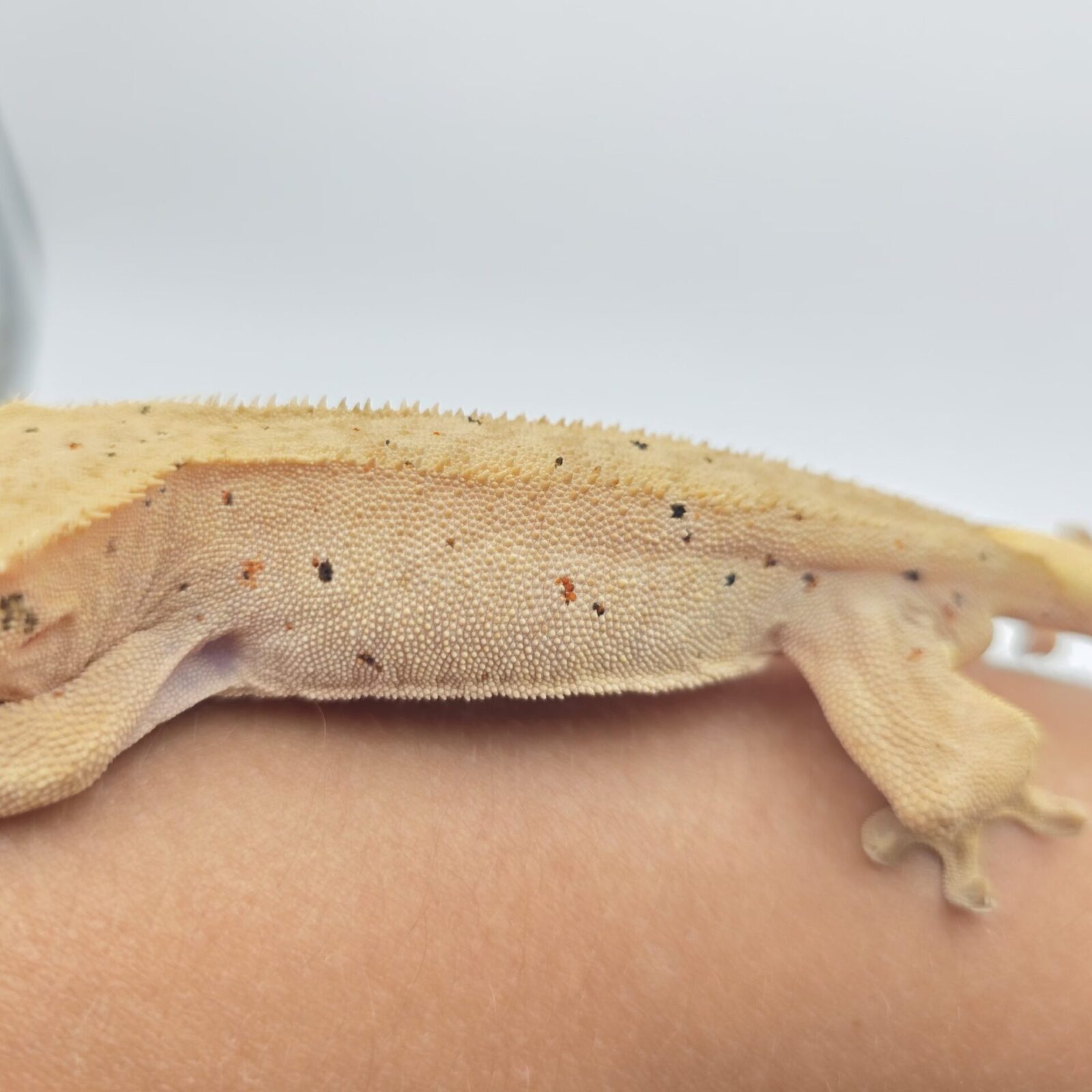 Correlophus ciliatus "Dalmatien redspot patternless" Mâle 2025 Nom/référence : LUWI