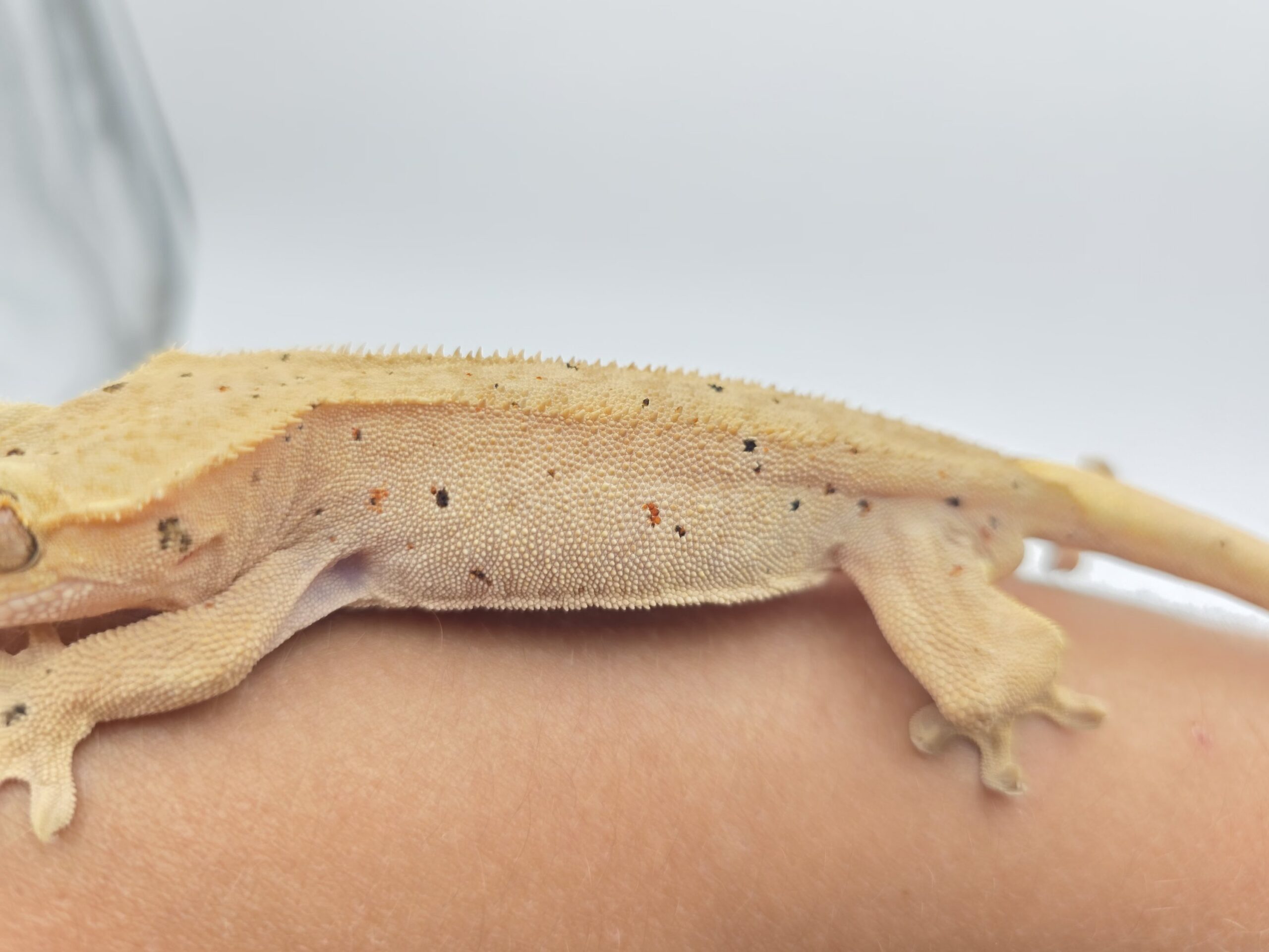 Correlophus ciliatus "Dalmatien redspot patternless" Mâle 2025 Nom/référence : LUWI