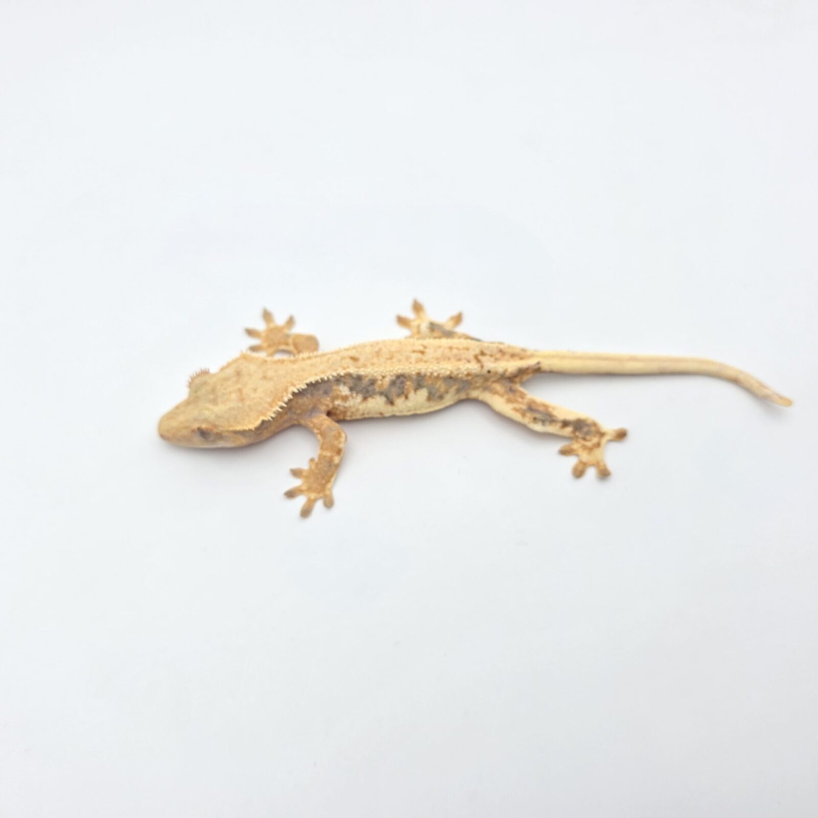 Correlophus ciliatus "Lilly white tricolor blush" Femelle 2025 Nom/référence : KRALOD