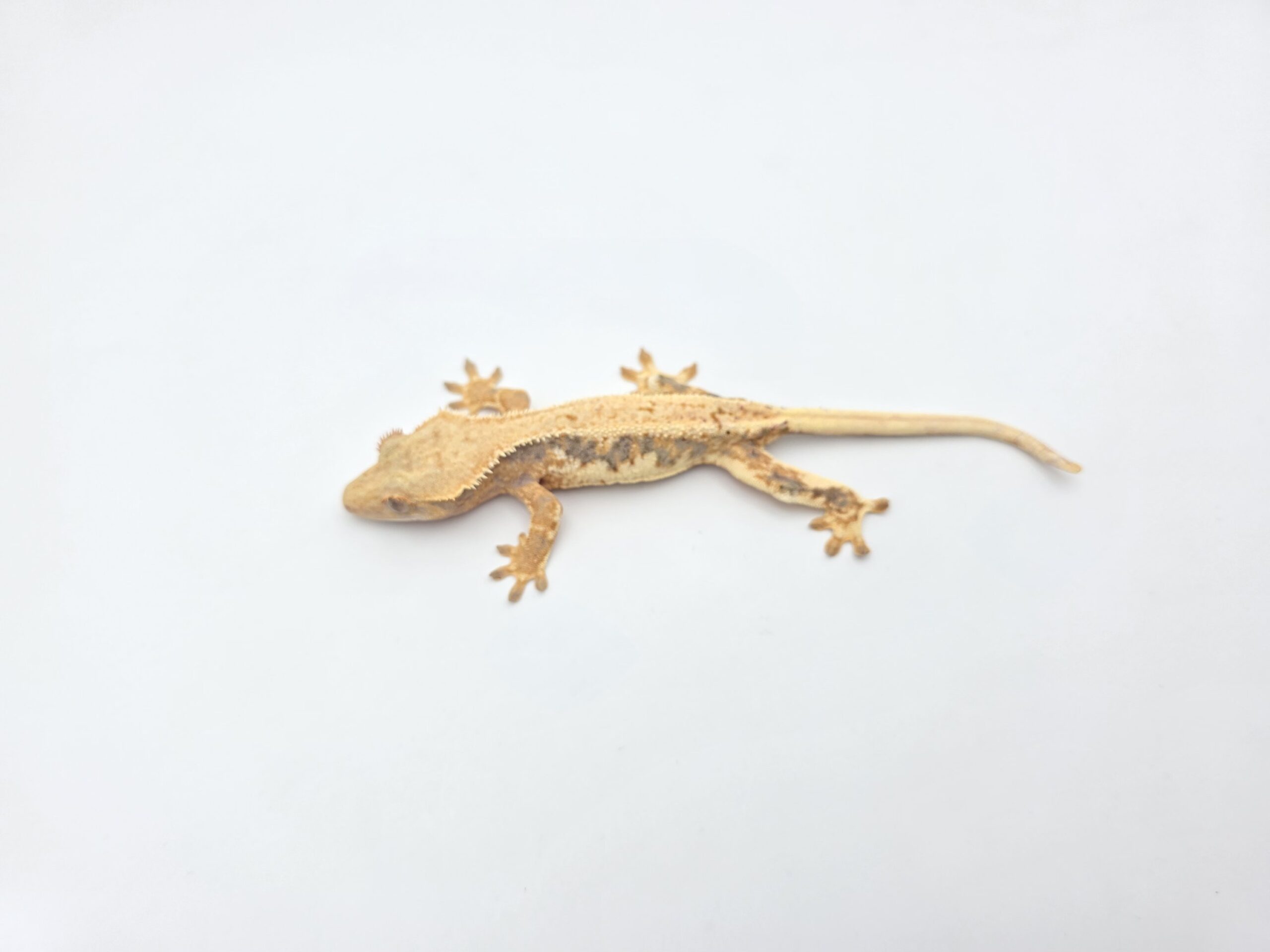 Correlophus ciliatus "Lilly white tricolor blush" Femelle 2025 Nom/référence : KRALOD