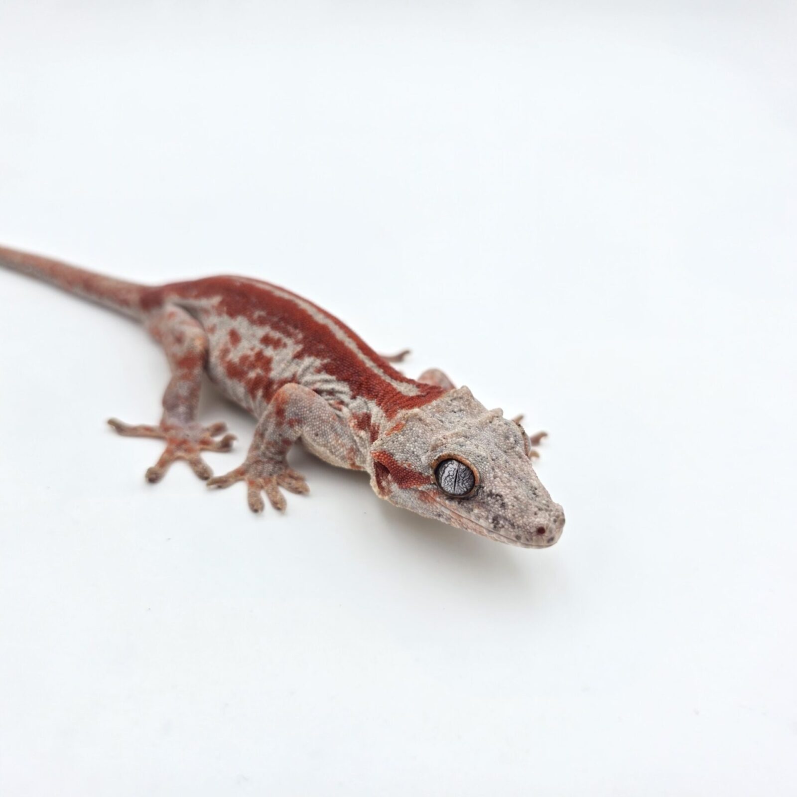 Rhacodactylus auriculatus "Red stripe" Mâle 2025 Nom/référence : GARGLO