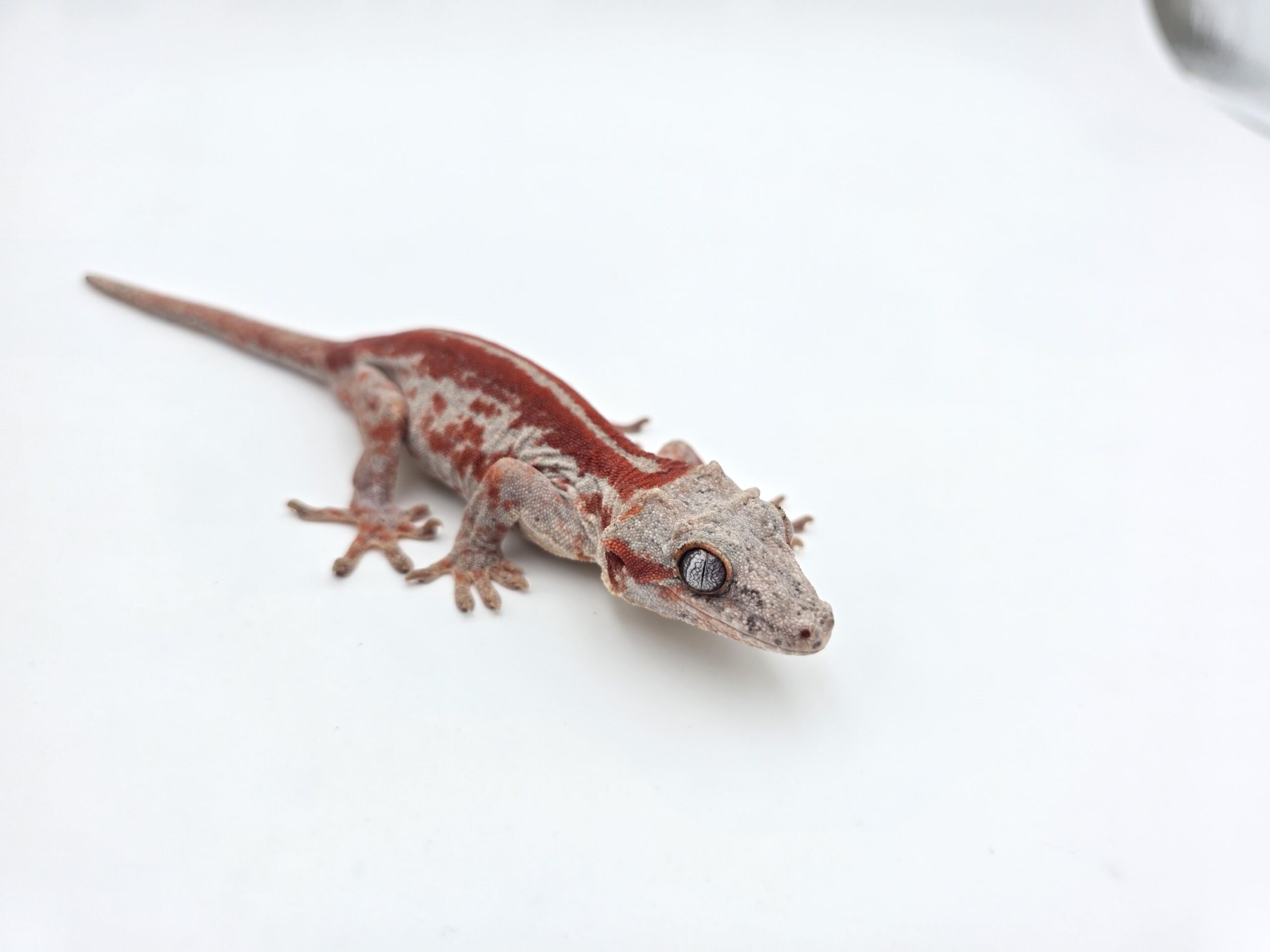 Rhacodactylus auriculatus "Red stripe" Mâle 2025 Nom/référence : GARGLO