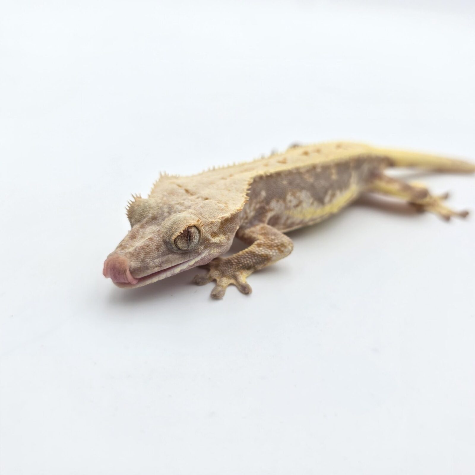 Correlophus ciliatus "Lilly white red tricolor blush" Mâle 2025 Nom/référence : FERNO