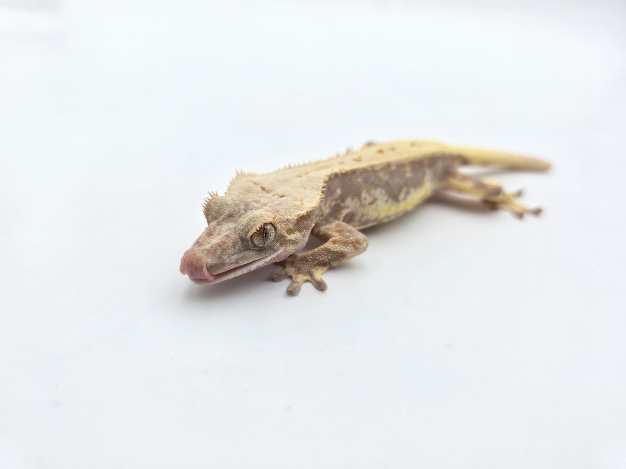 Correlophus ciliatus "Lilly white red tricolor blush" Mâle 2025 Nom/référence : FERNO